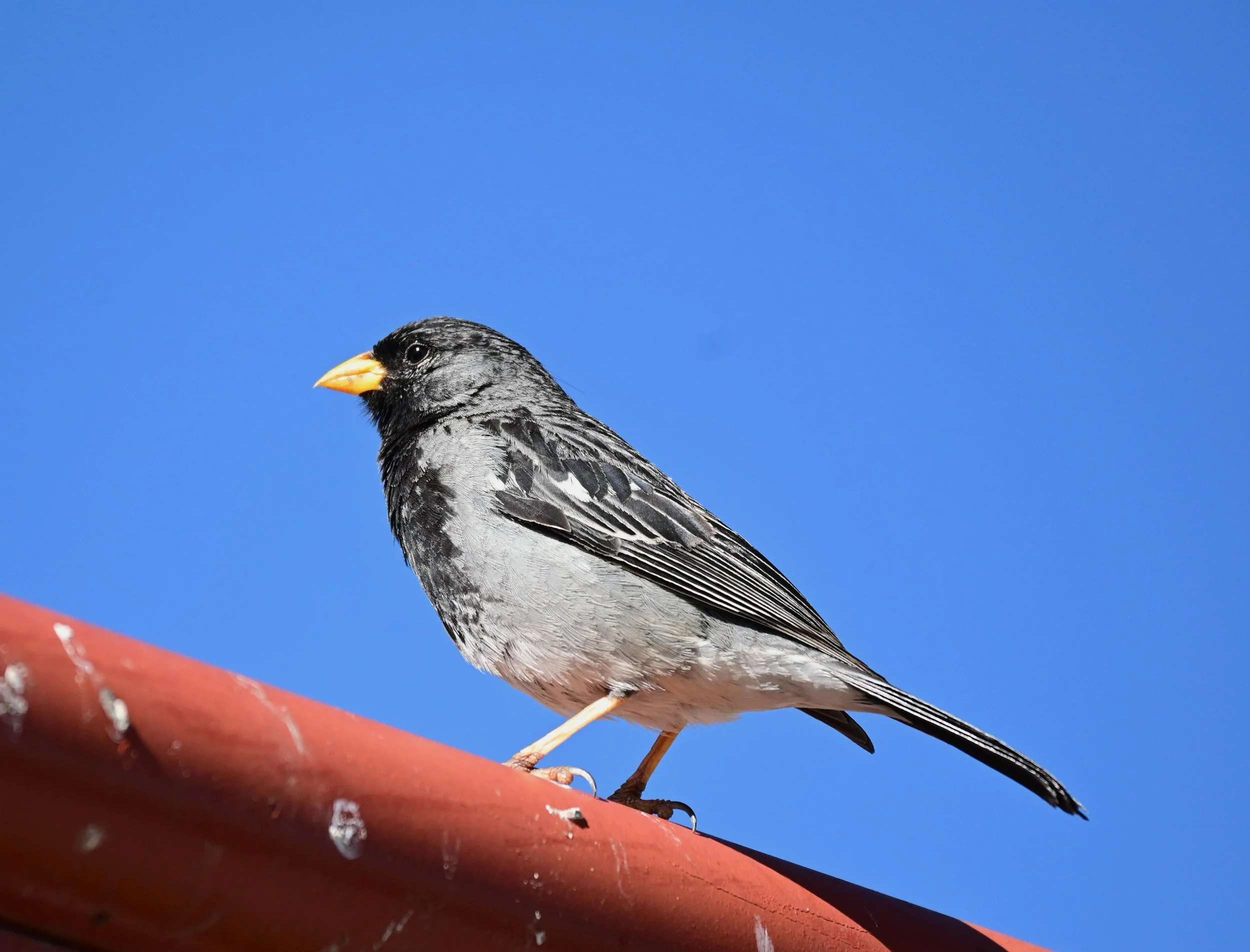 Mourning Sierra Finch (Rhopospina fruticeti), LC,
Mirador Cruz del Cóndor, Perú