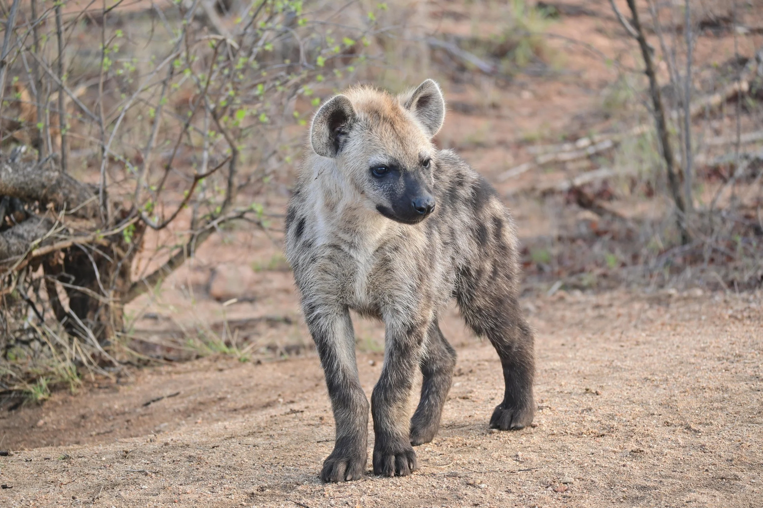 Spotted Hyena cub (Crocuta crocuta), LC, Kruger National Park