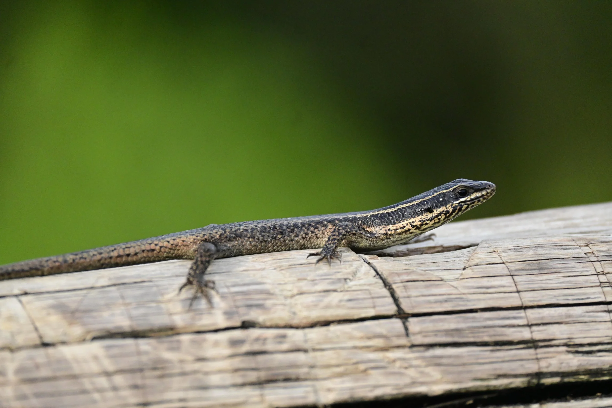 Drakensberg Moutan Range, South Africa