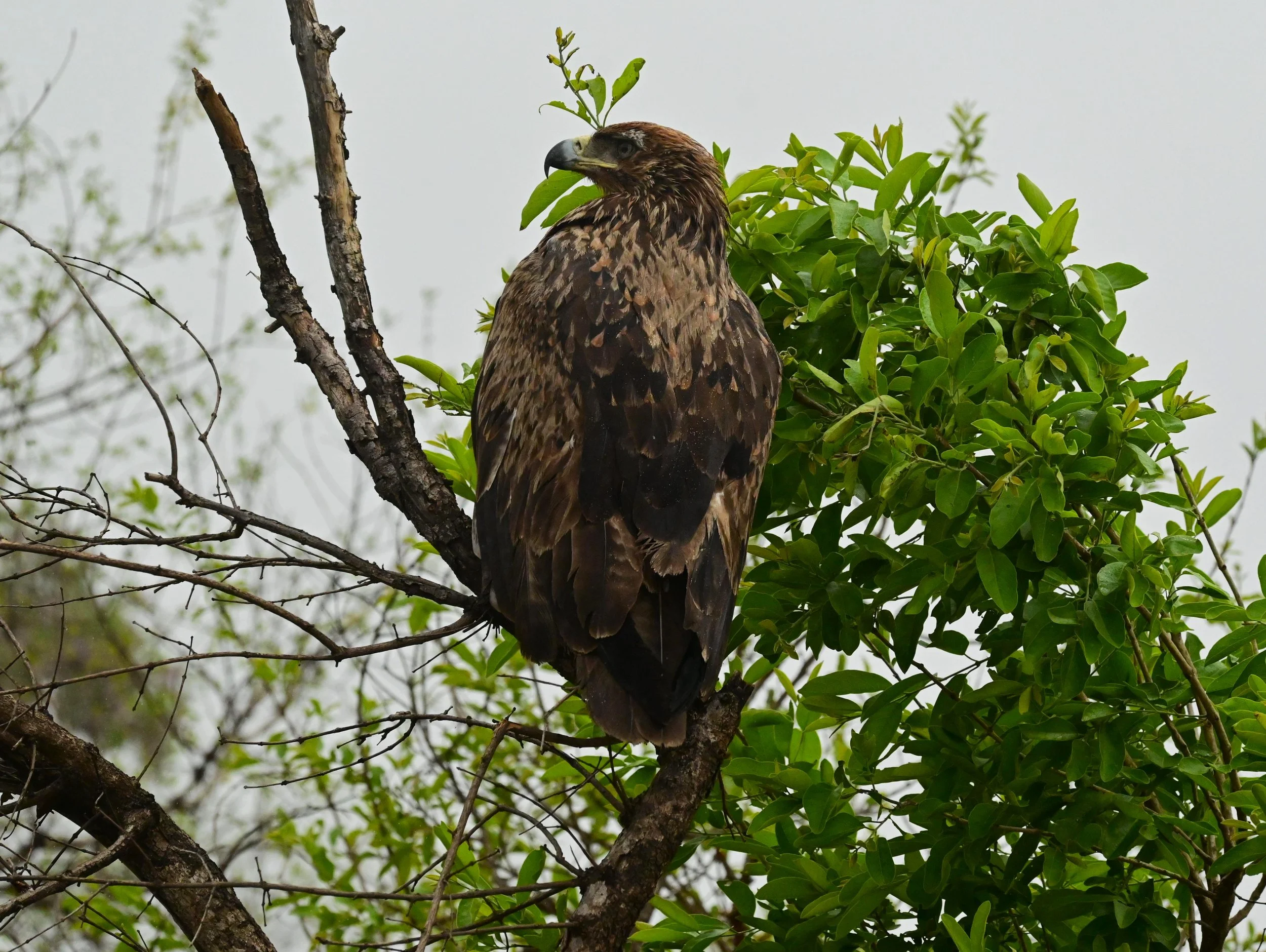 Wahlberg's eagle (Hieraaetus wahlbergi), LC, Kruger National Park