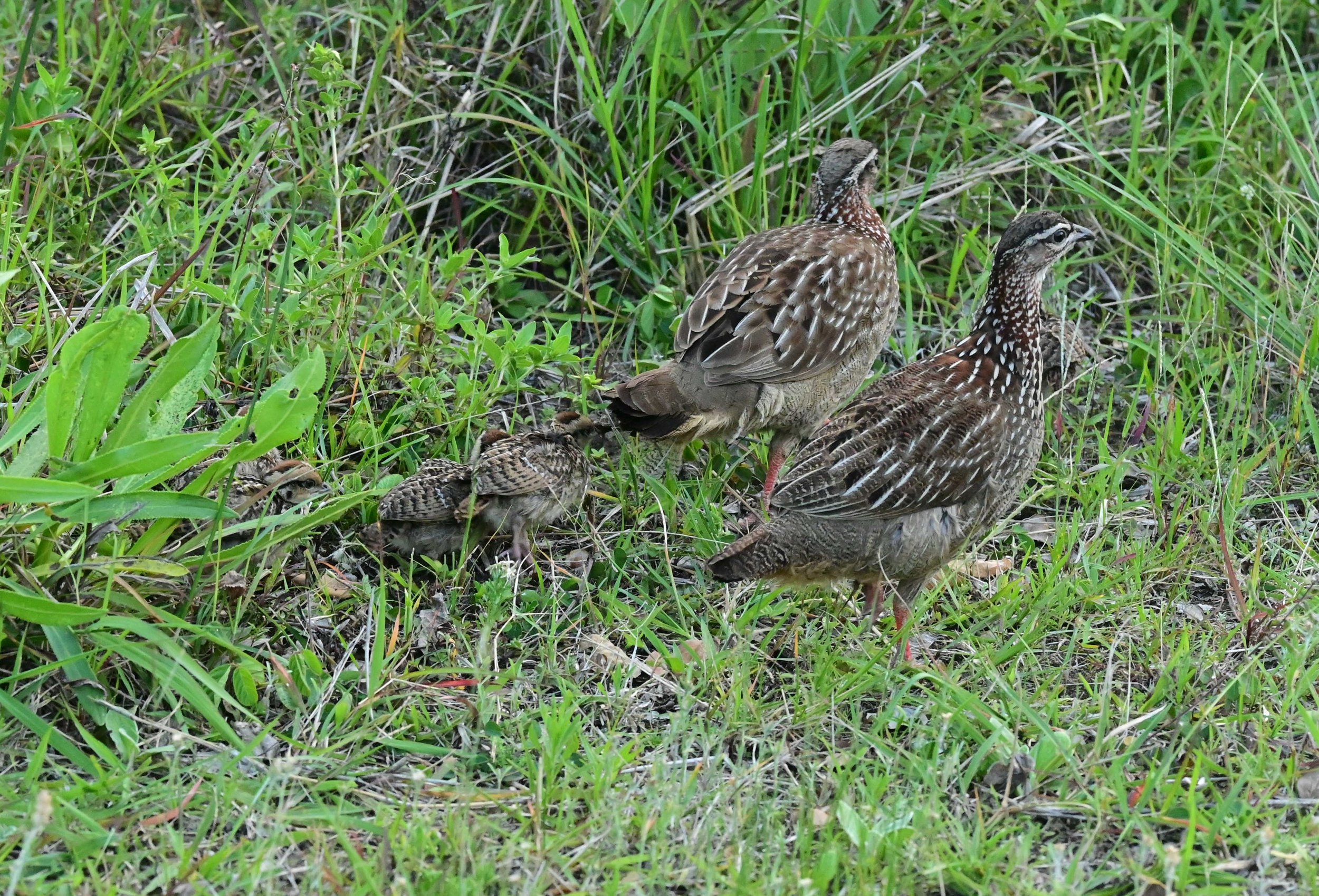 iSimangaliso Wetland Park