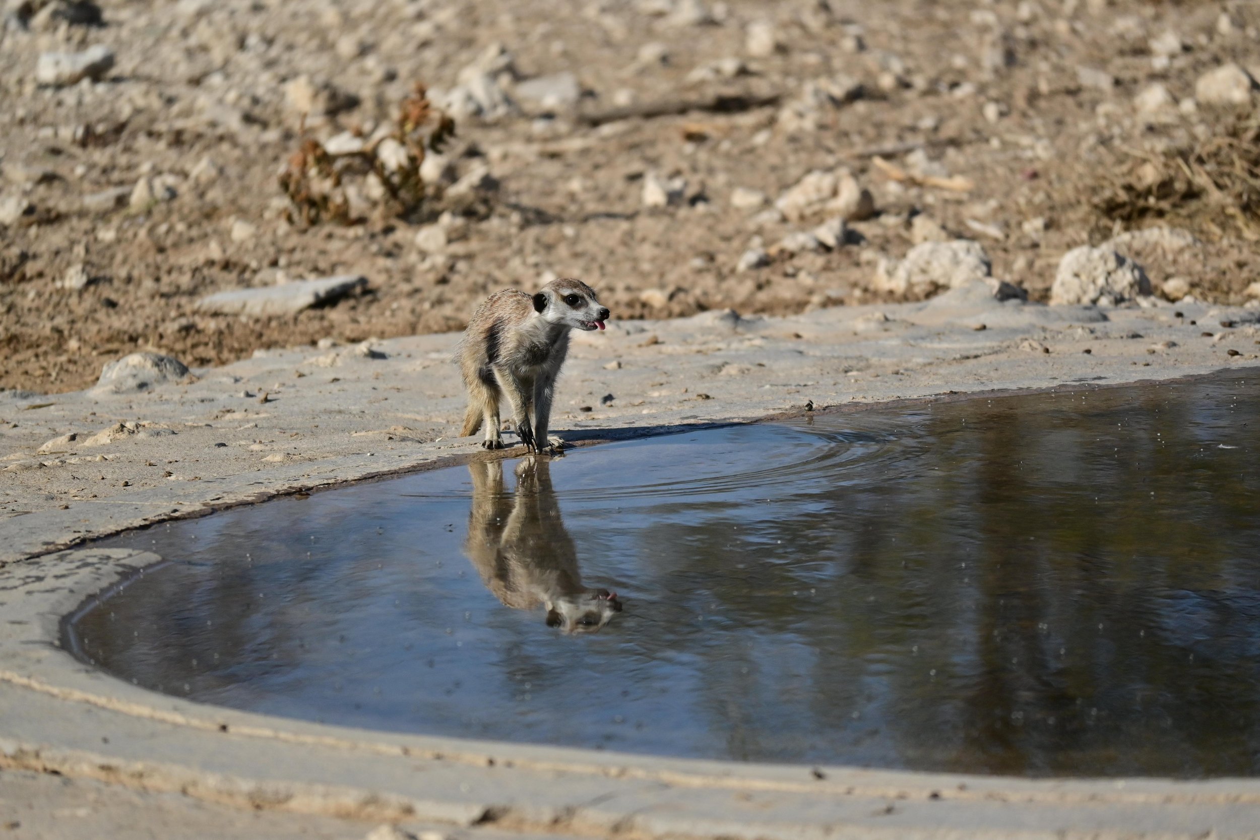 Meerkats get their water intake predominantly from their diet. They rarely drink water directly. KRC