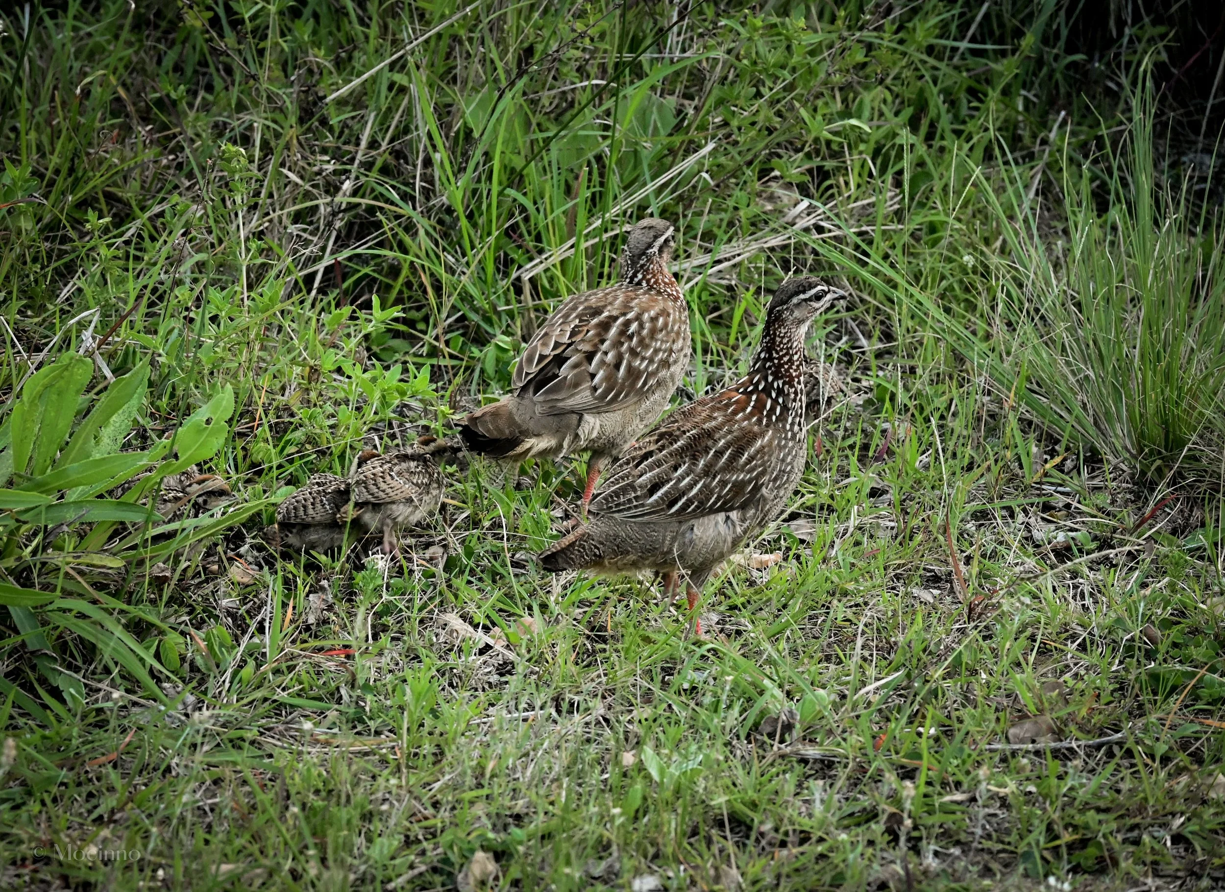 iSimangaliso Wetland Park