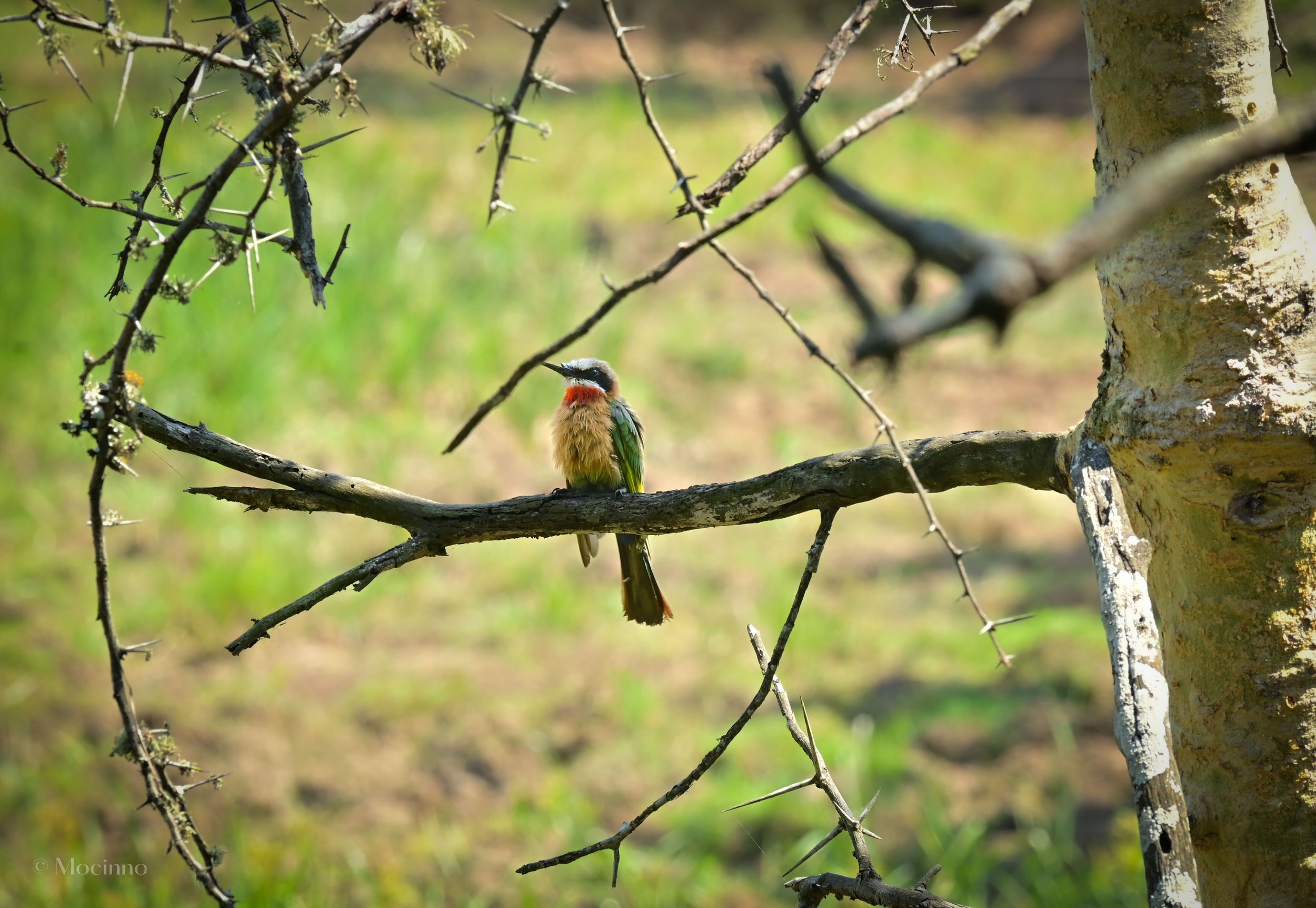 White-fronted bee-eater (Merops bullockoides), LC, Kruger National Park