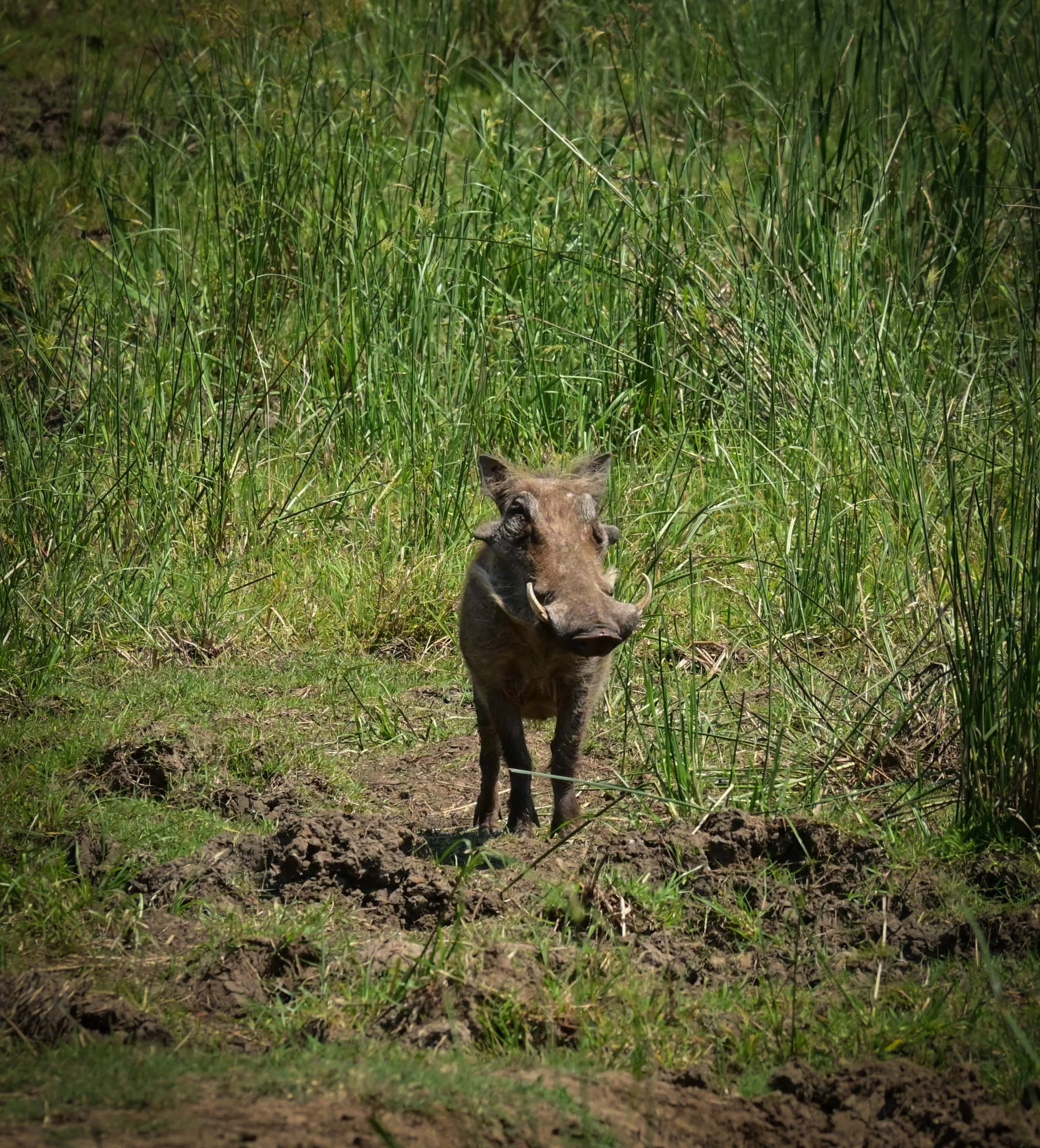 Common Warthog (Phacochoerus africanus), LC, Kruger National Park 
