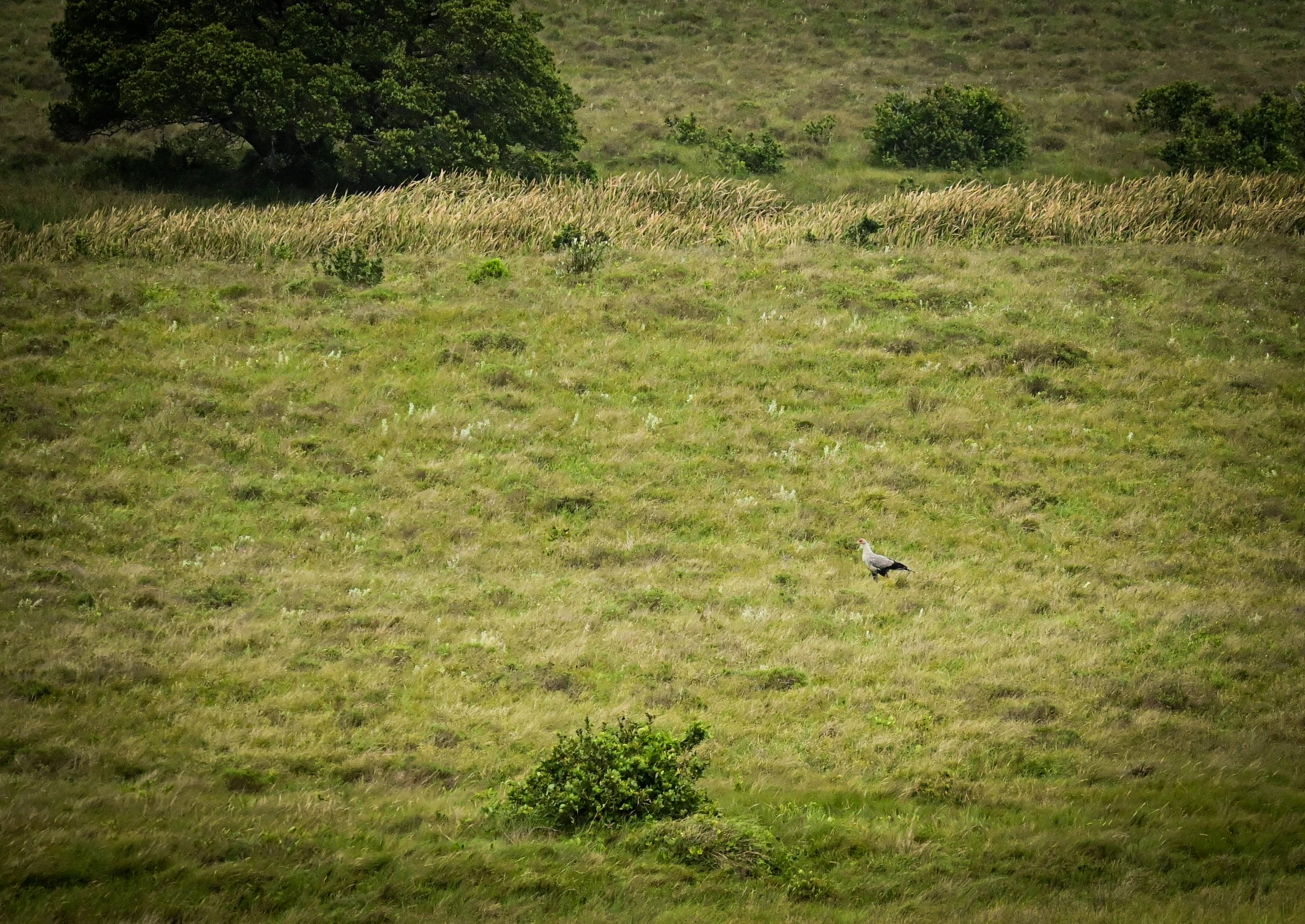 Secretarybird (Sagittarius serpentarius), EN, iSimangaliso Wetland Park