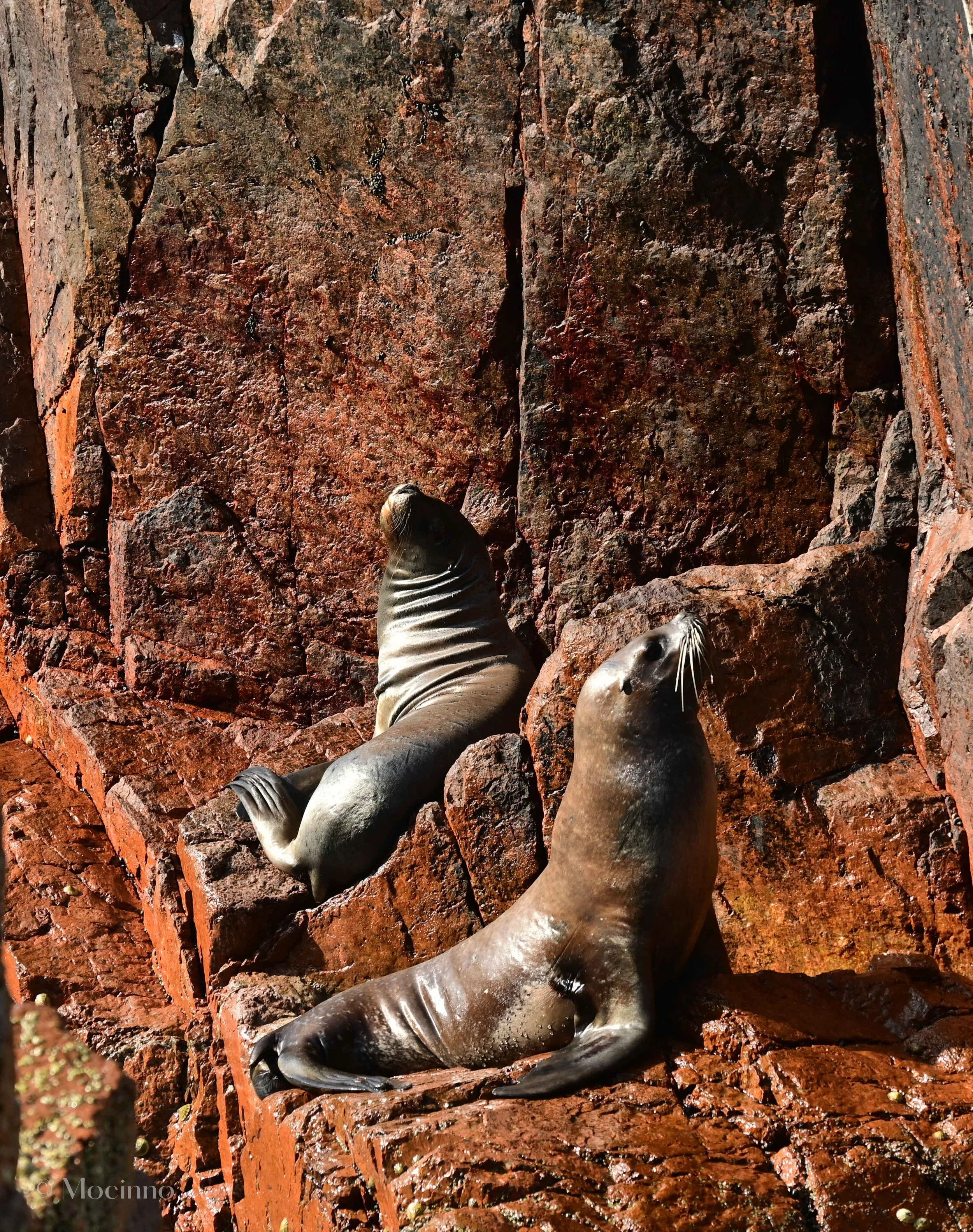 South American Sea Lion (Otaria flavescens), LC, Islas Ballestas