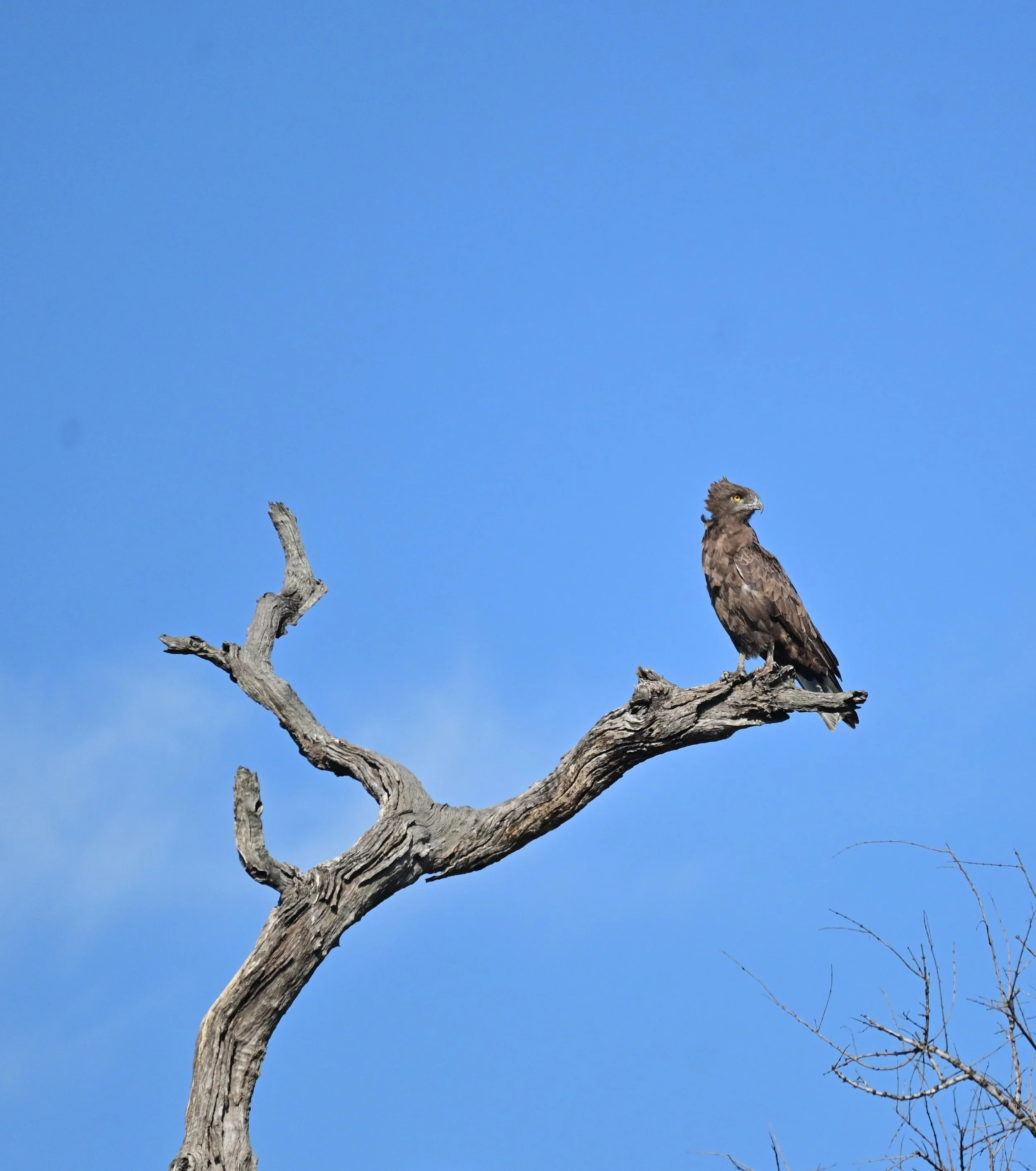 Brown Snake Eagle (Circaetus cinereus), LC, Kruger National Park