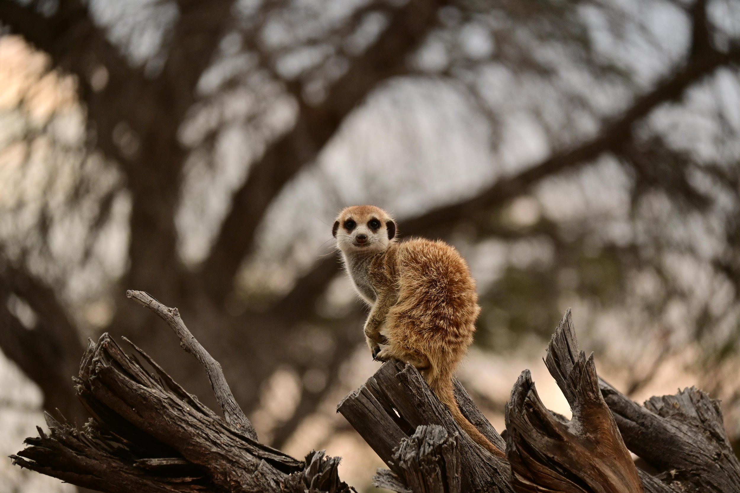 An individual from a wild group, being vigilant during a habituation session. KRC