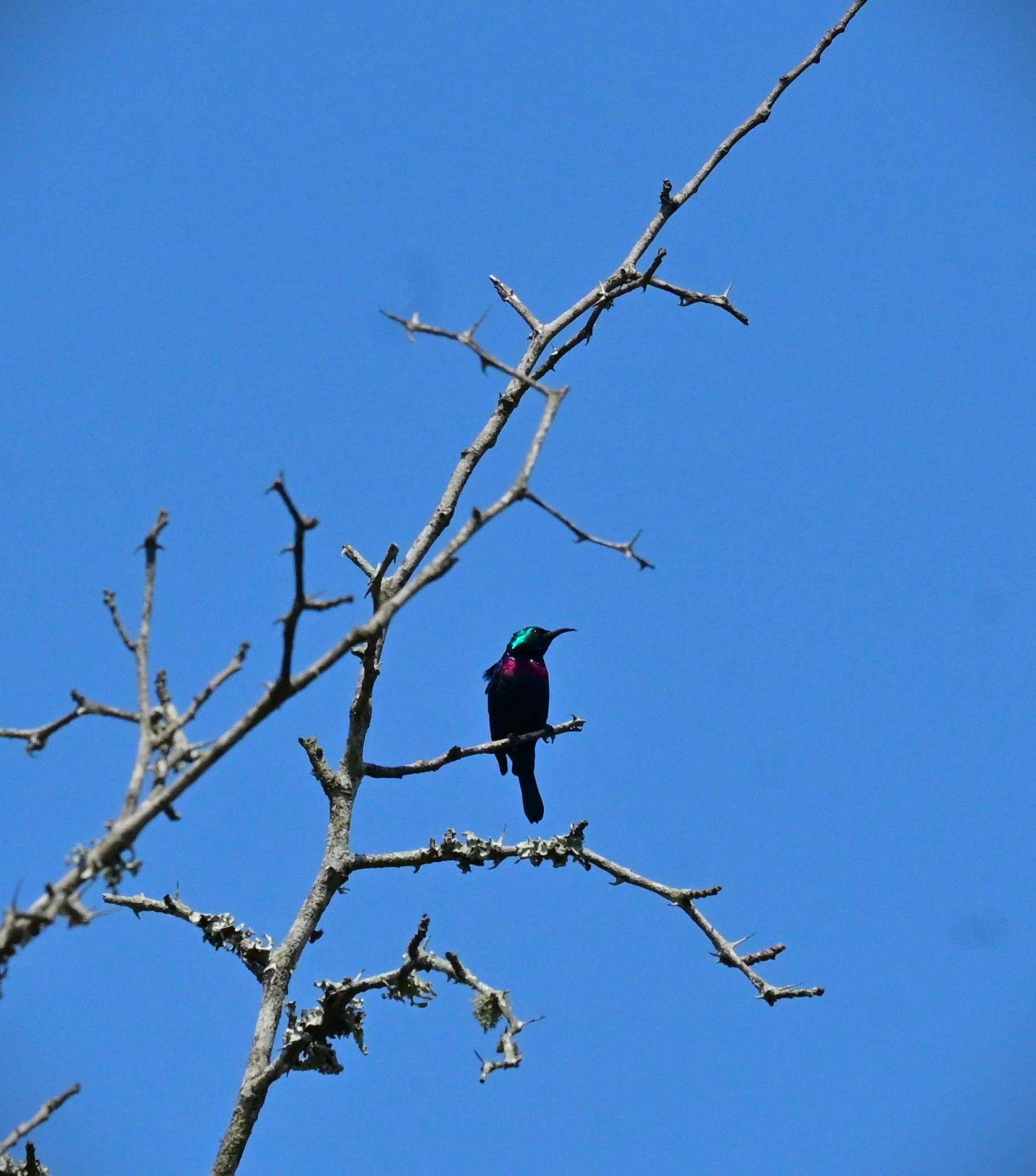 Marico Sunbird (Cinnyris mariquensis), LC, iSismangaliso Wetland Park