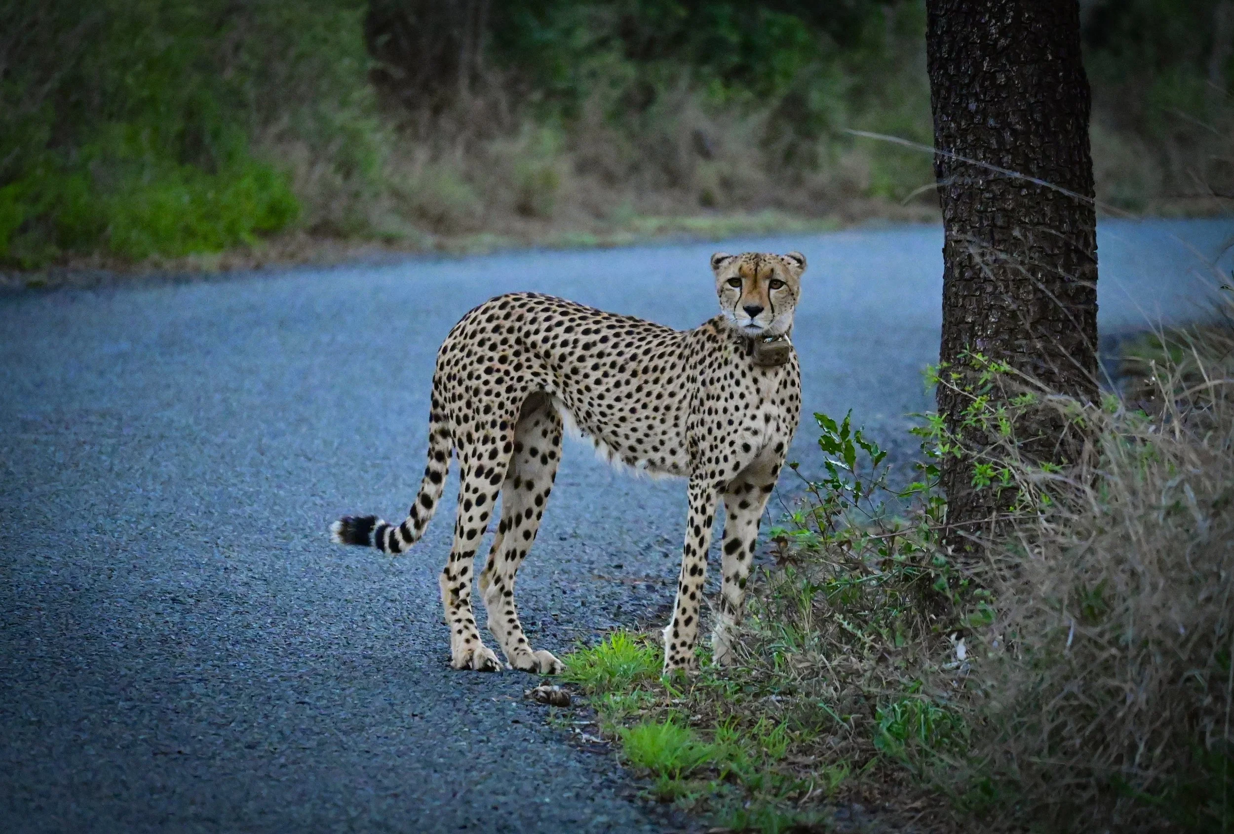 Southeast African cheetah (Acinonyx jubatus jubatus), VU, iSimangaliso Wetland Park