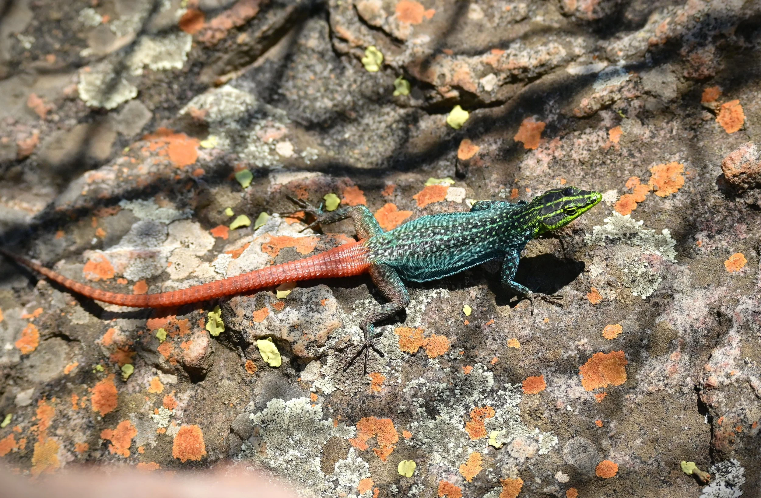 Southern Rock Agama (Agama atra), LC, Blyde River Canyon Nature Reserve