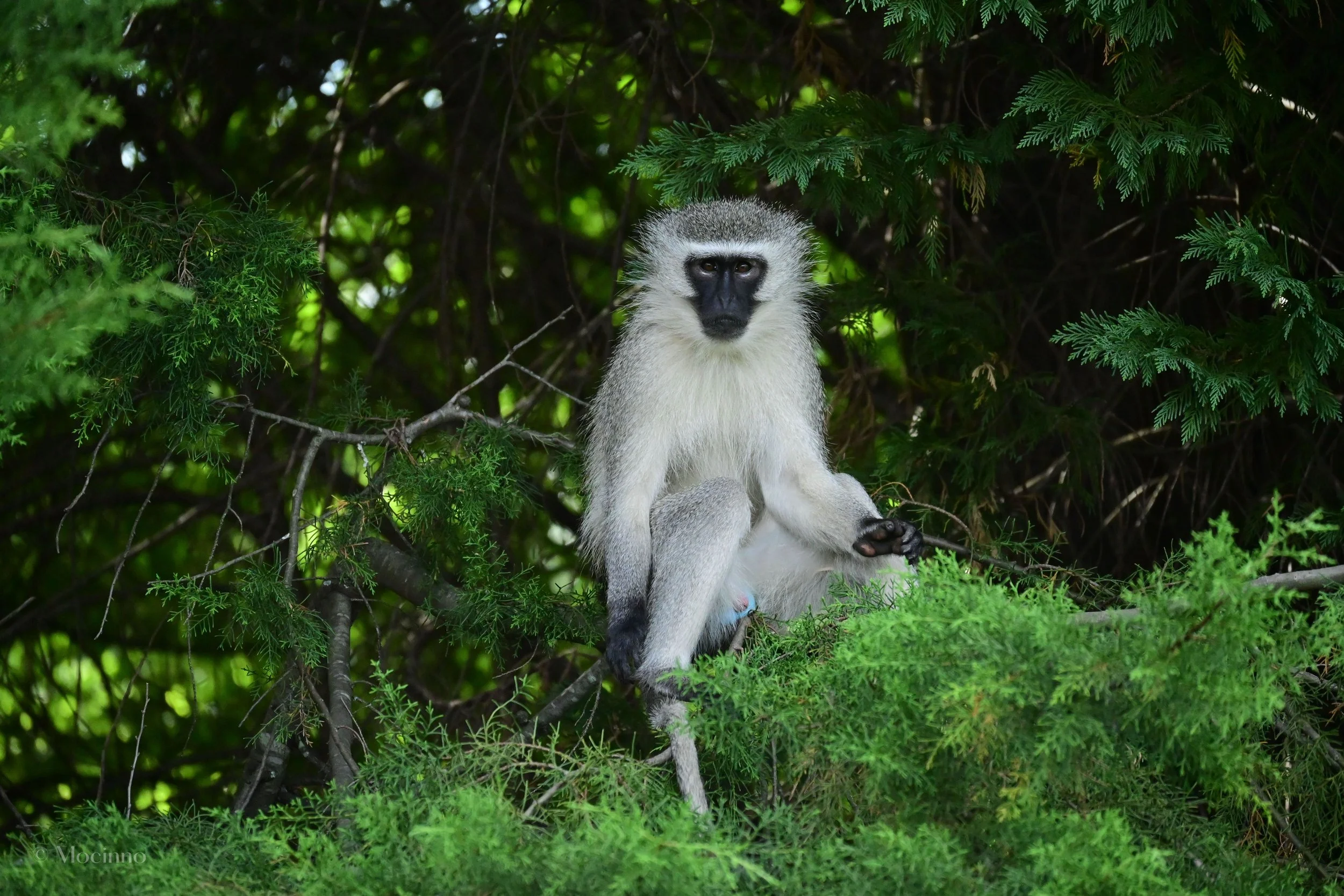 Vervet Monkey (Chlorocebus pygerythrus), LC, Drakensberg Mountain