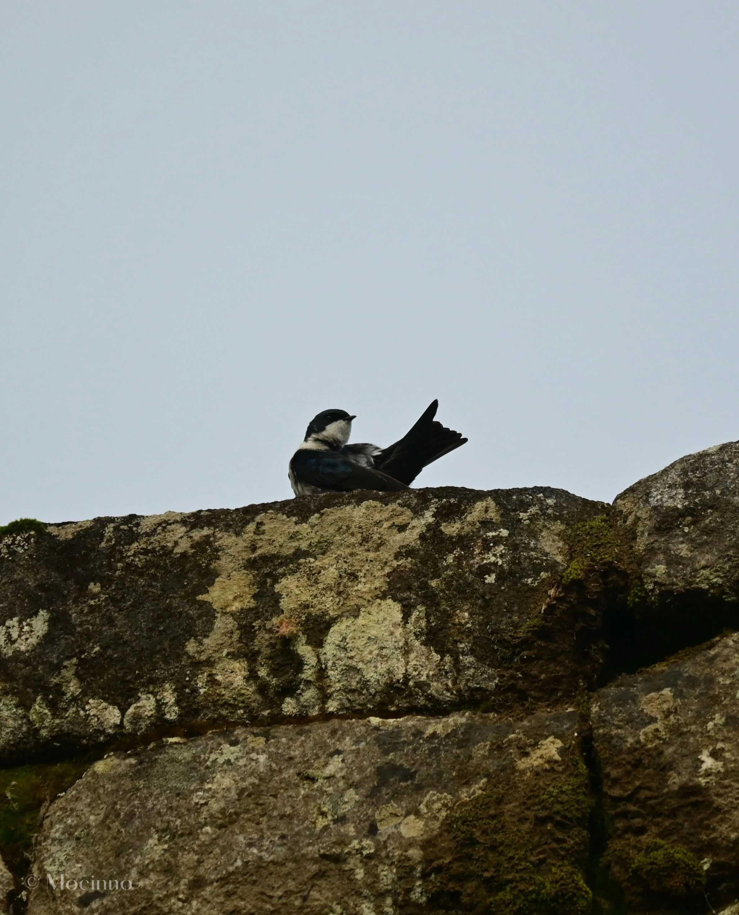 DSC_1323-2.jpg