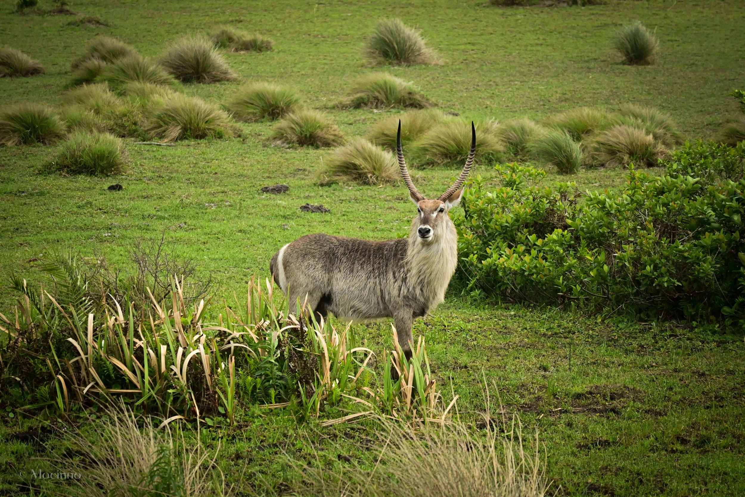 Waterbuck (Kobus ellipsiprymnus), LC, iSimangaliso Wetland Park