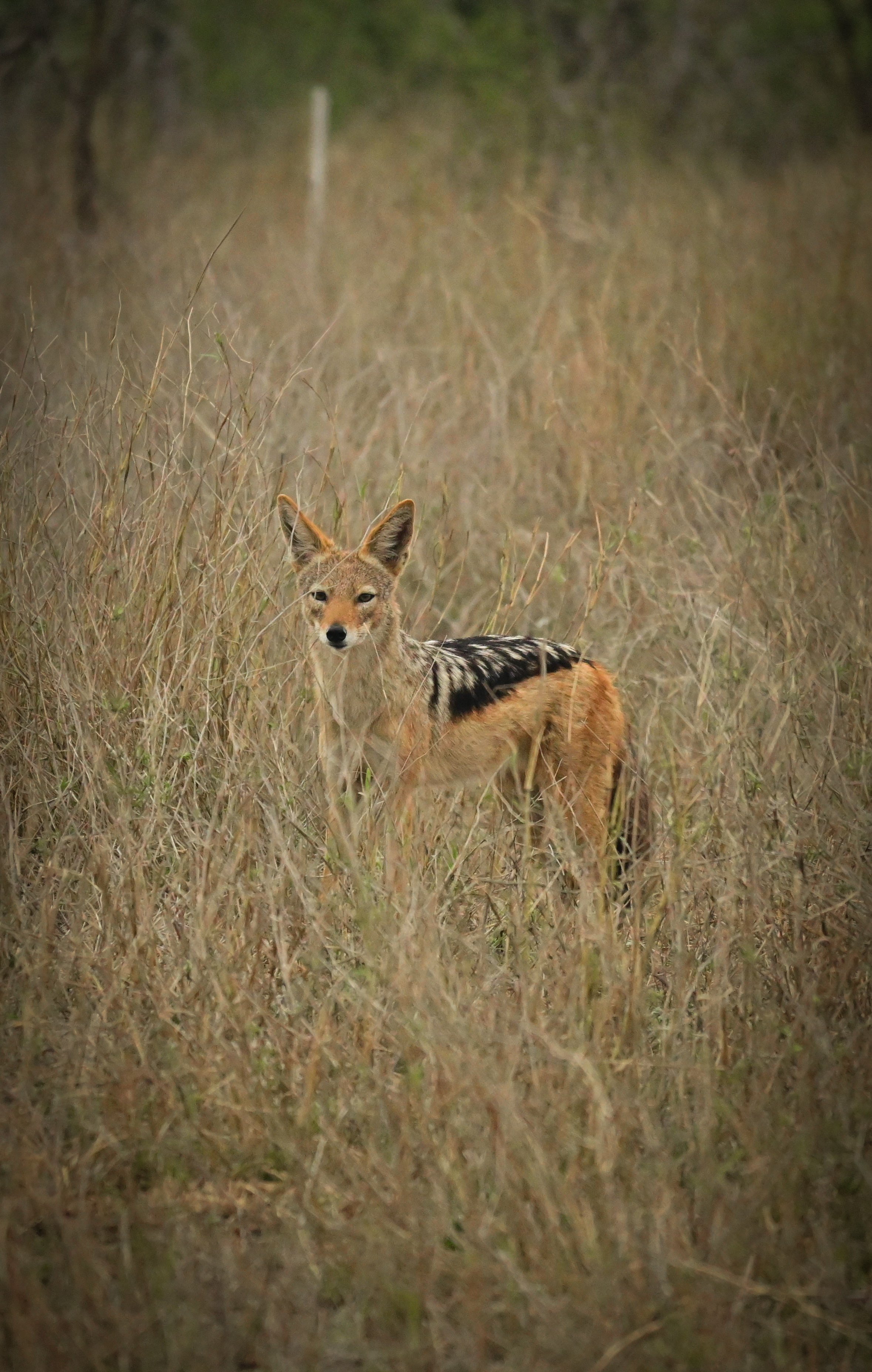 Black-backed jackal (Lupulella mesomelas), LC, Kruger National Park