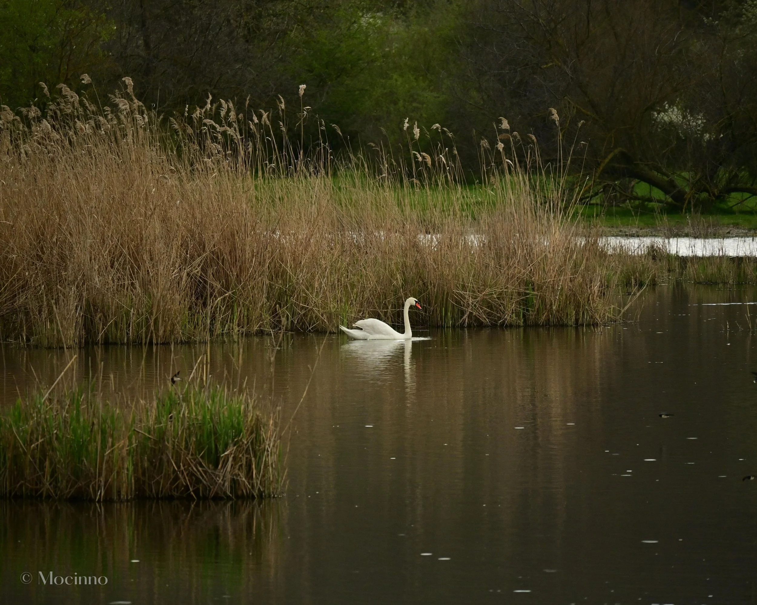 Mute swan (Cygnus olor), LC, Varna Lake, Bulgaria