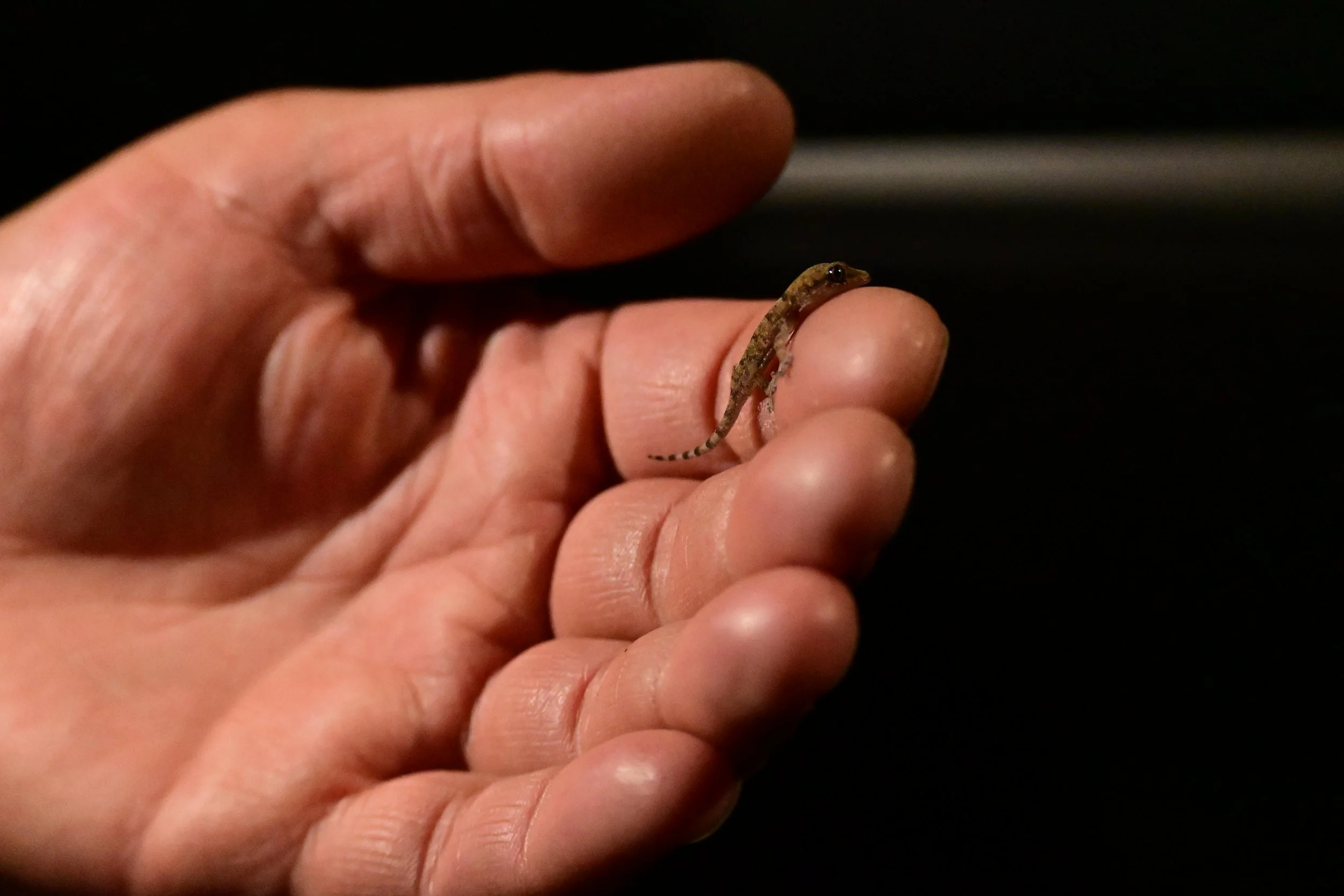 Drakensberg Moutan Range, South Africa
