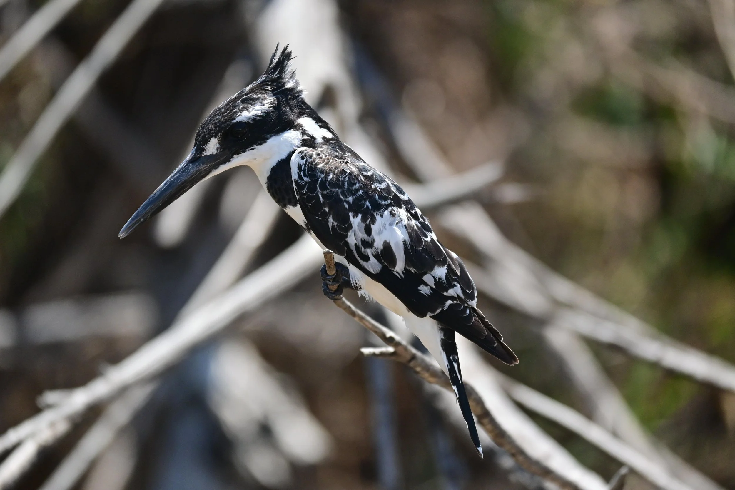 Pied Kingfisher (Ceryle rudis), LC, Kruger National Park