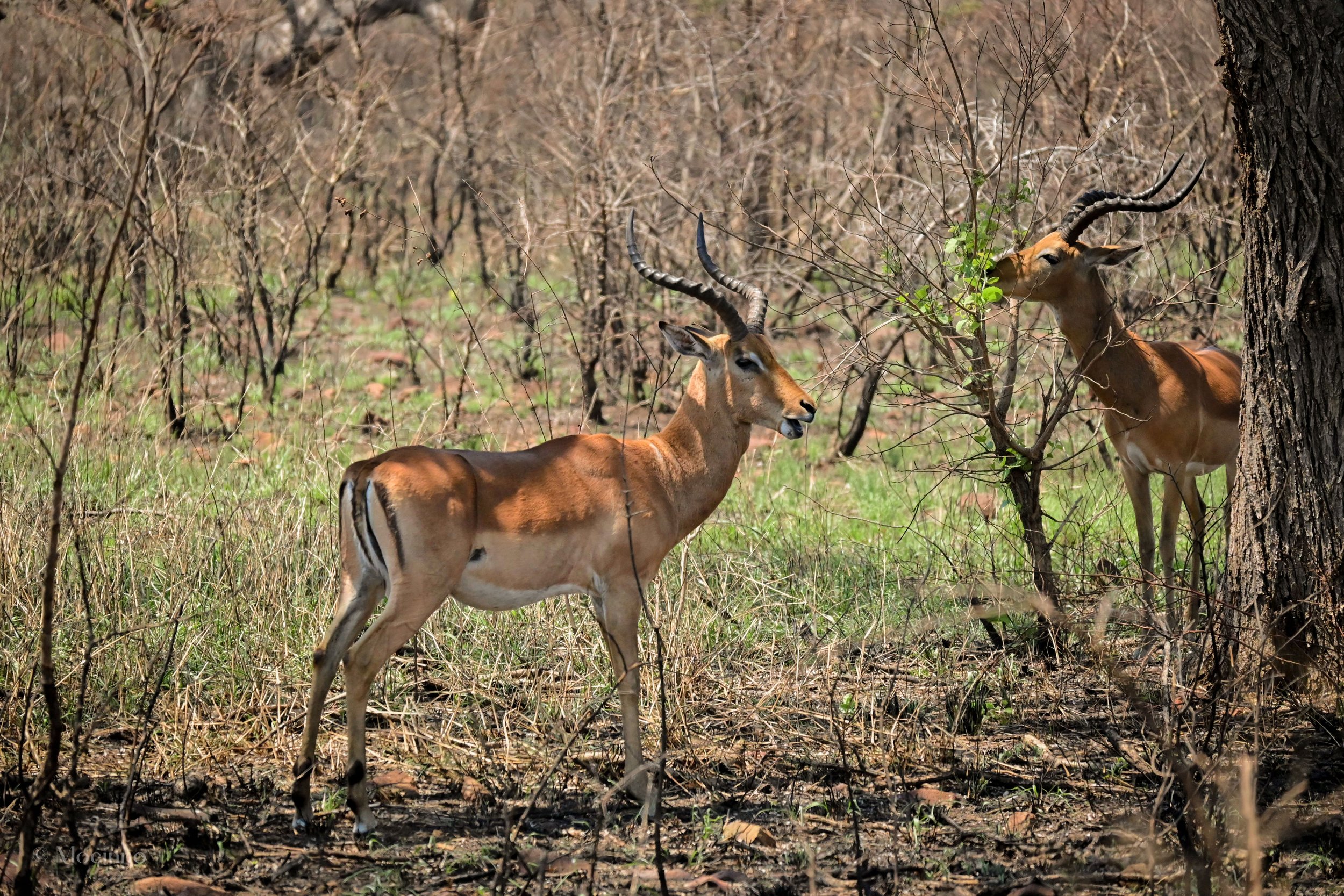 Impala (Aepyceros melampus), LC, 
Kruger National Park