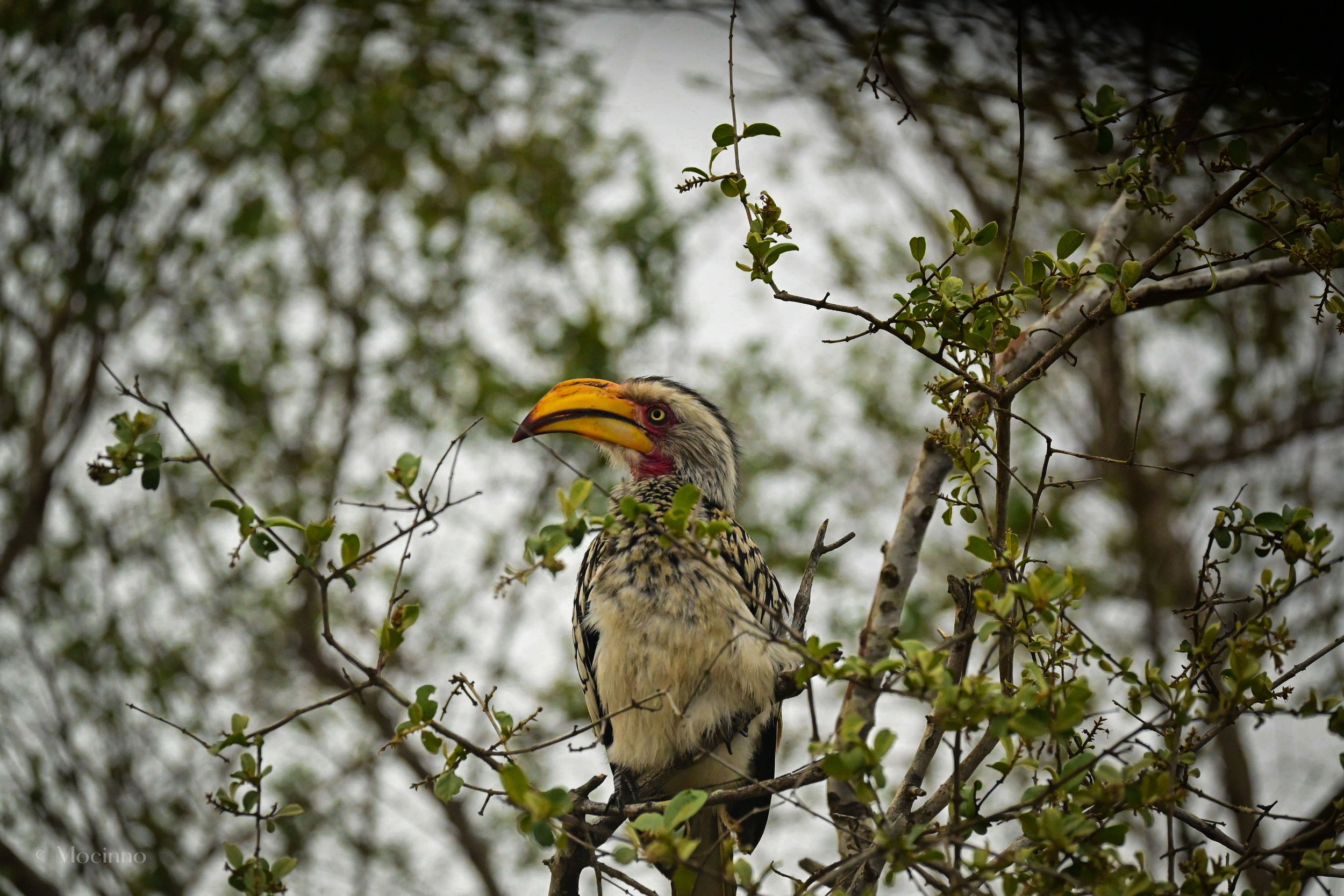 Southern Yellow-billed Hornbill (Tockus leucomelas), LC