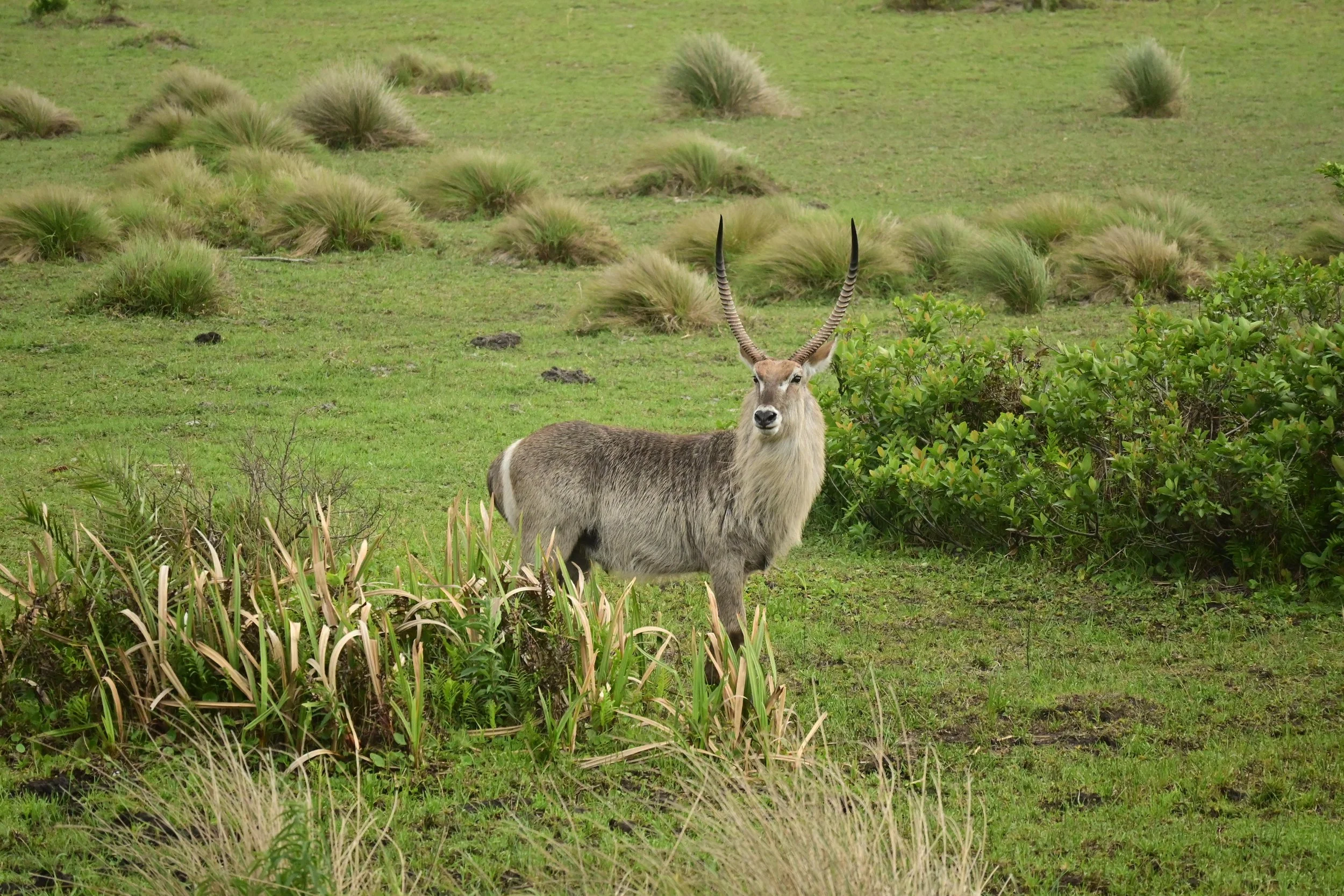 Waterbuck (Kobus ellipsiprymnus), LC, iSimangaliso Wetland Park