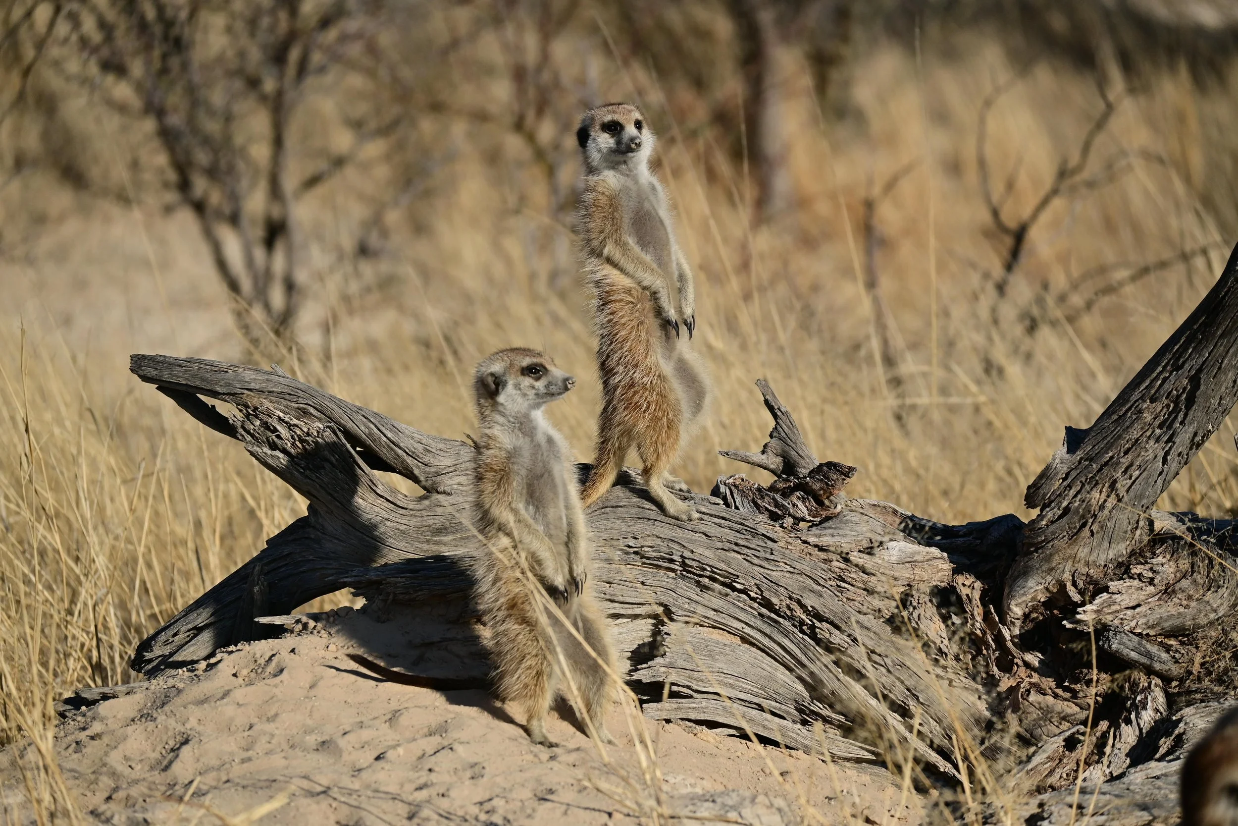 Sentinel individuals looking out for danger