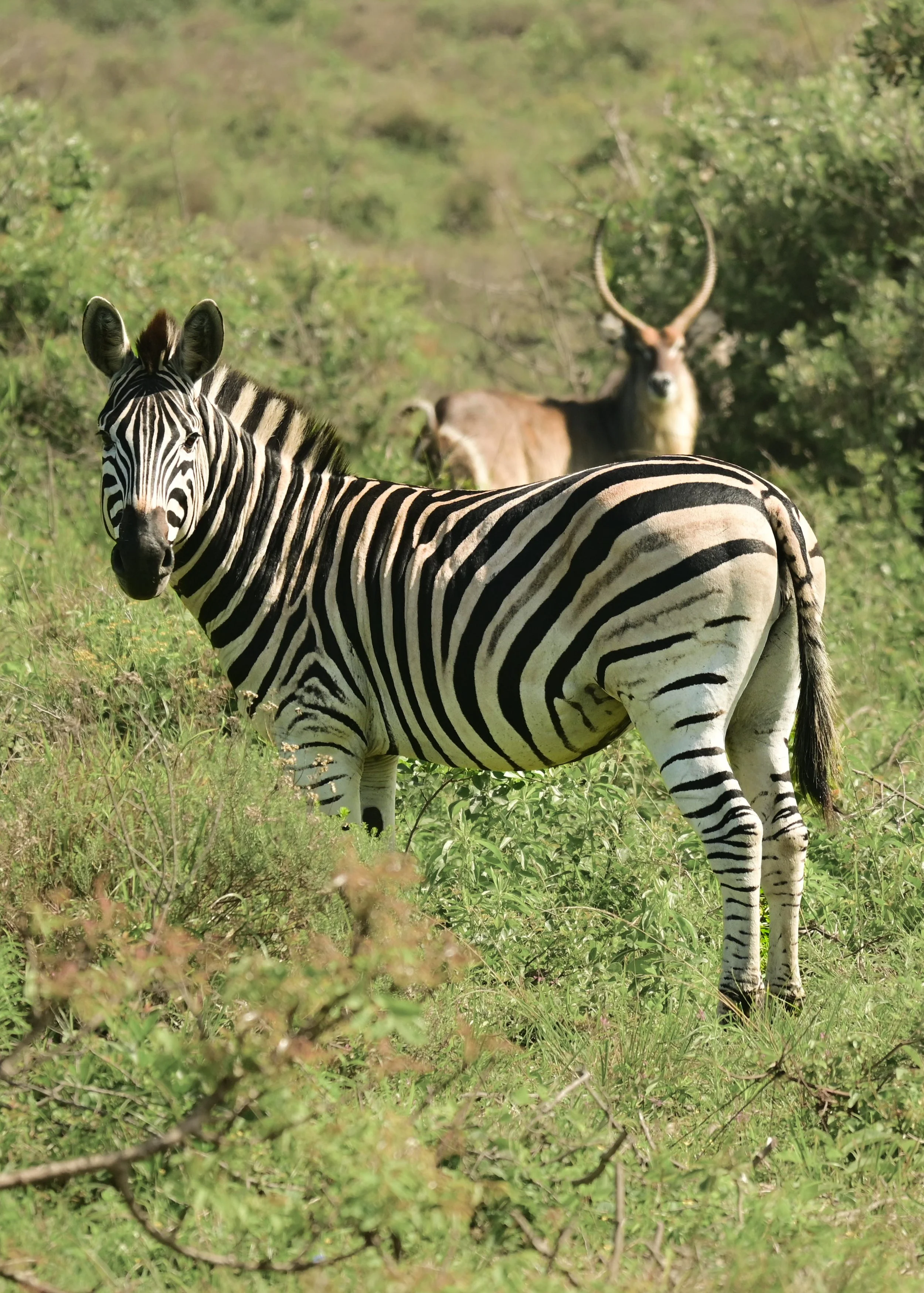 iSimangaliso Wetland Park