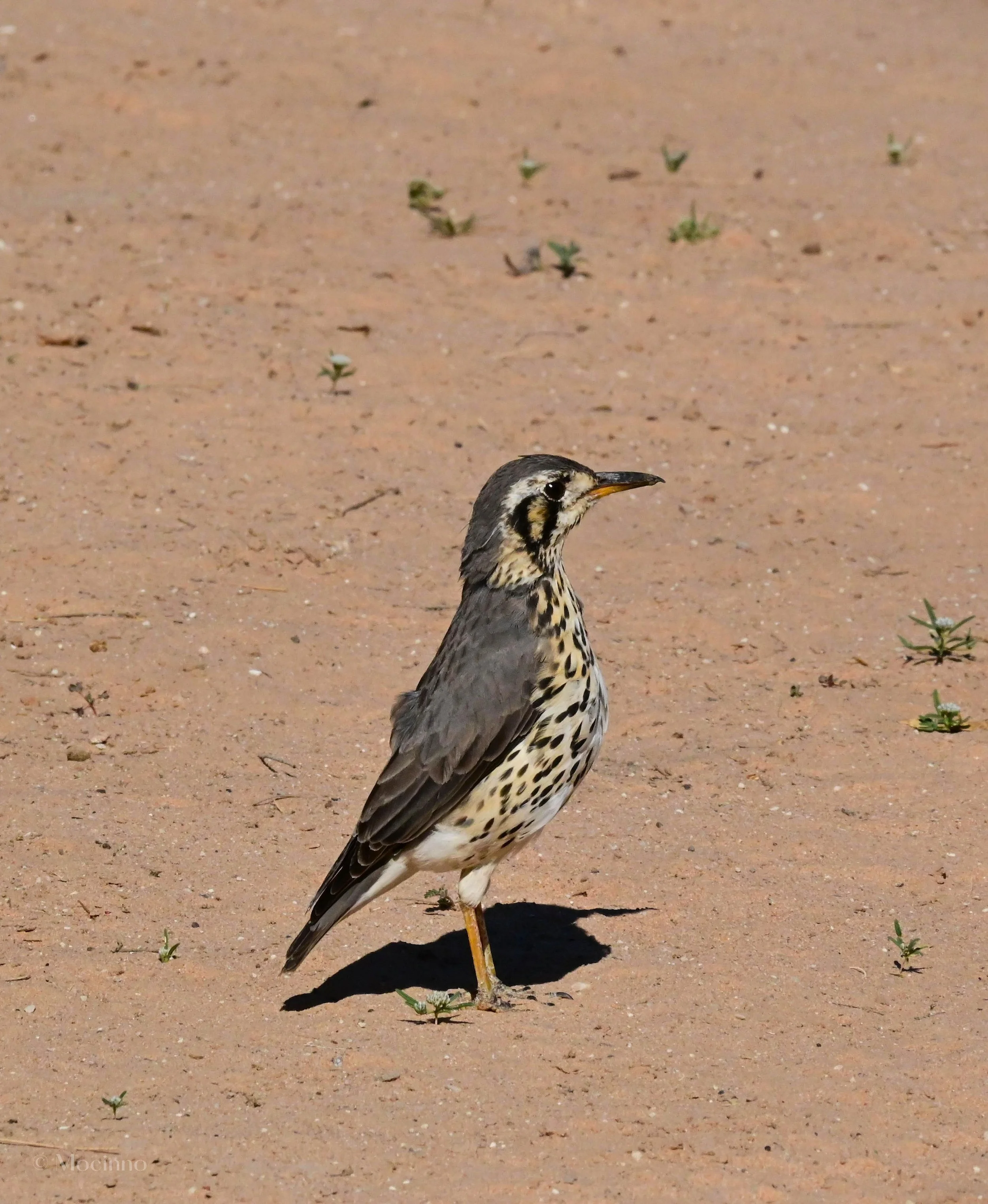 Groundscraper thrush (Psophocichla litsitsirupa), LC