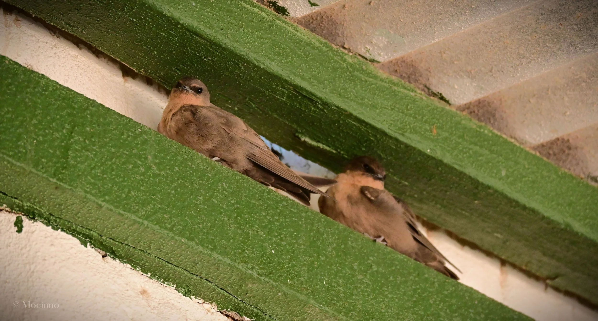 Rock martin (Ptyonoprogne fuligula), LC