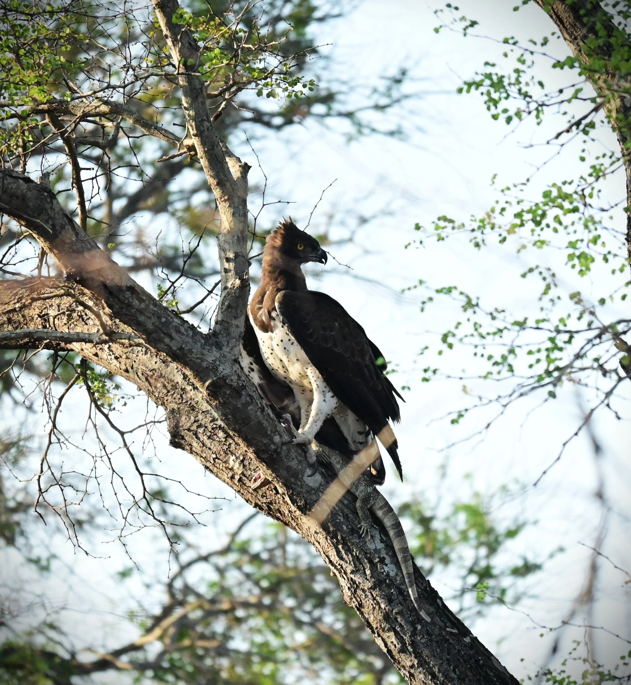 Black-chested Snake Eagle (Circaetus pectoralis), LC, Kruger National Park