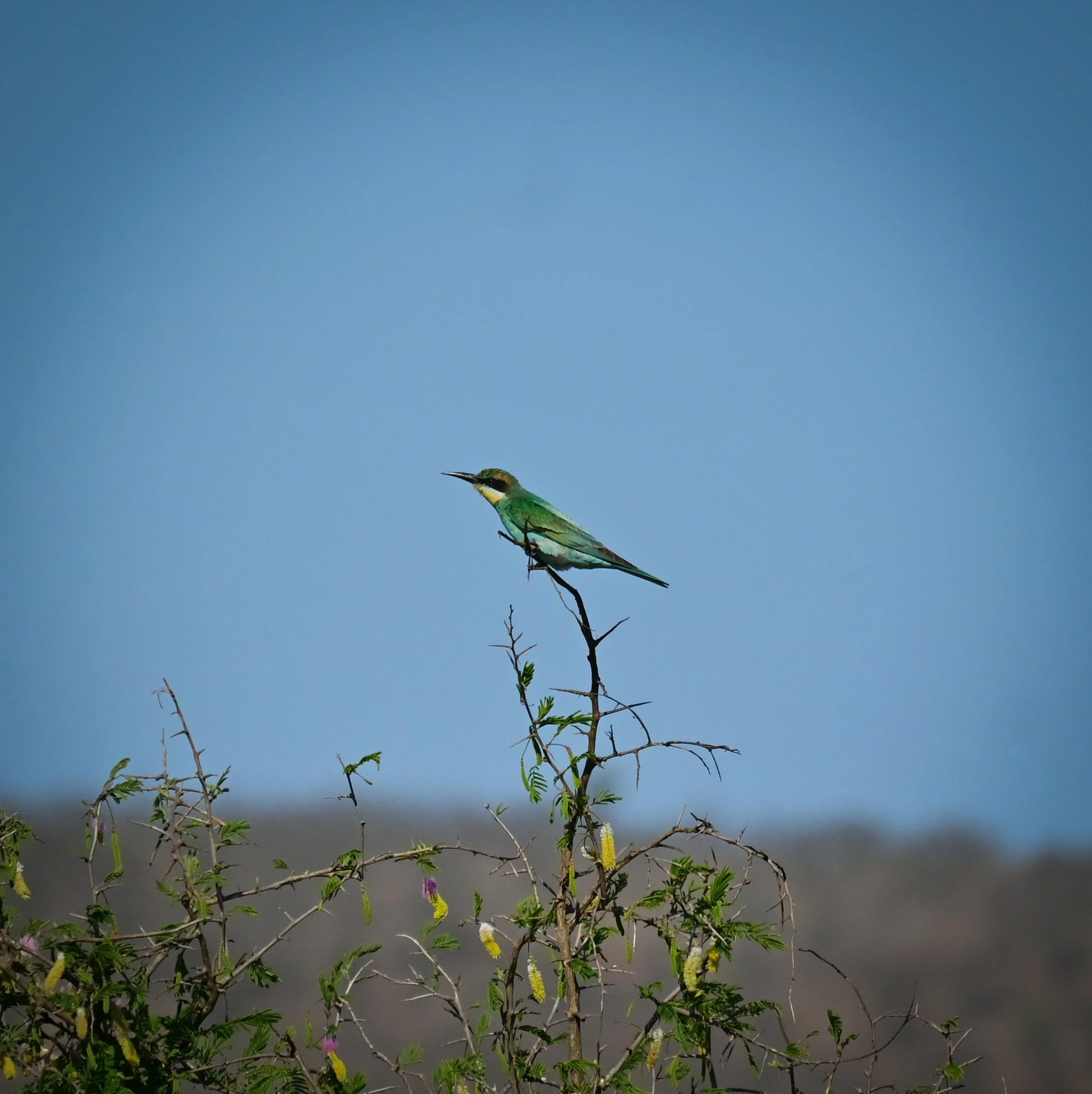 Blue-cheeked Bee-eater
(Merops persicus), LC, Kruger National Park
