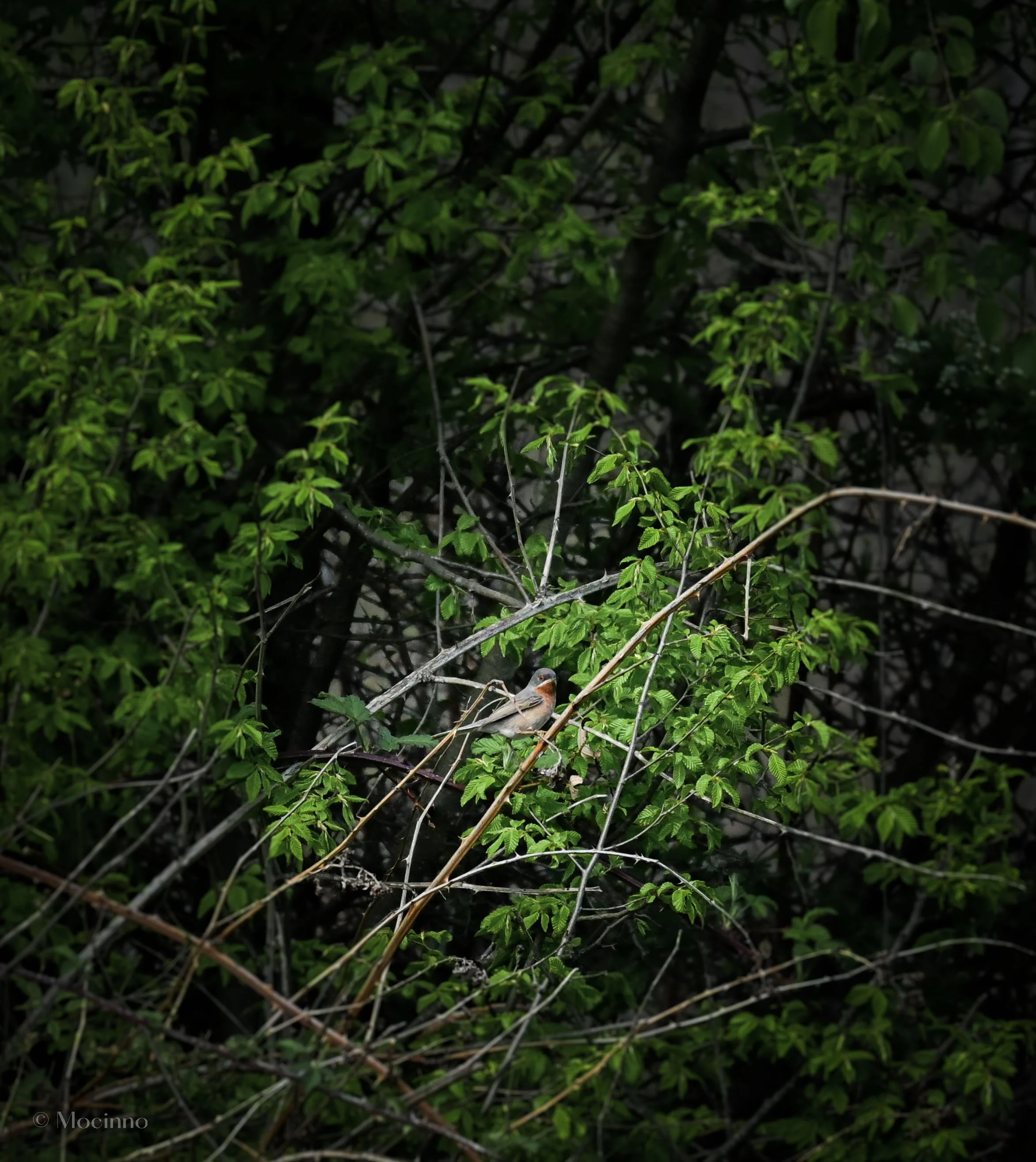 Eastern Subalpine Warbler (Curruca cantillans), LC, Rhodope Mountains, Bulgaria