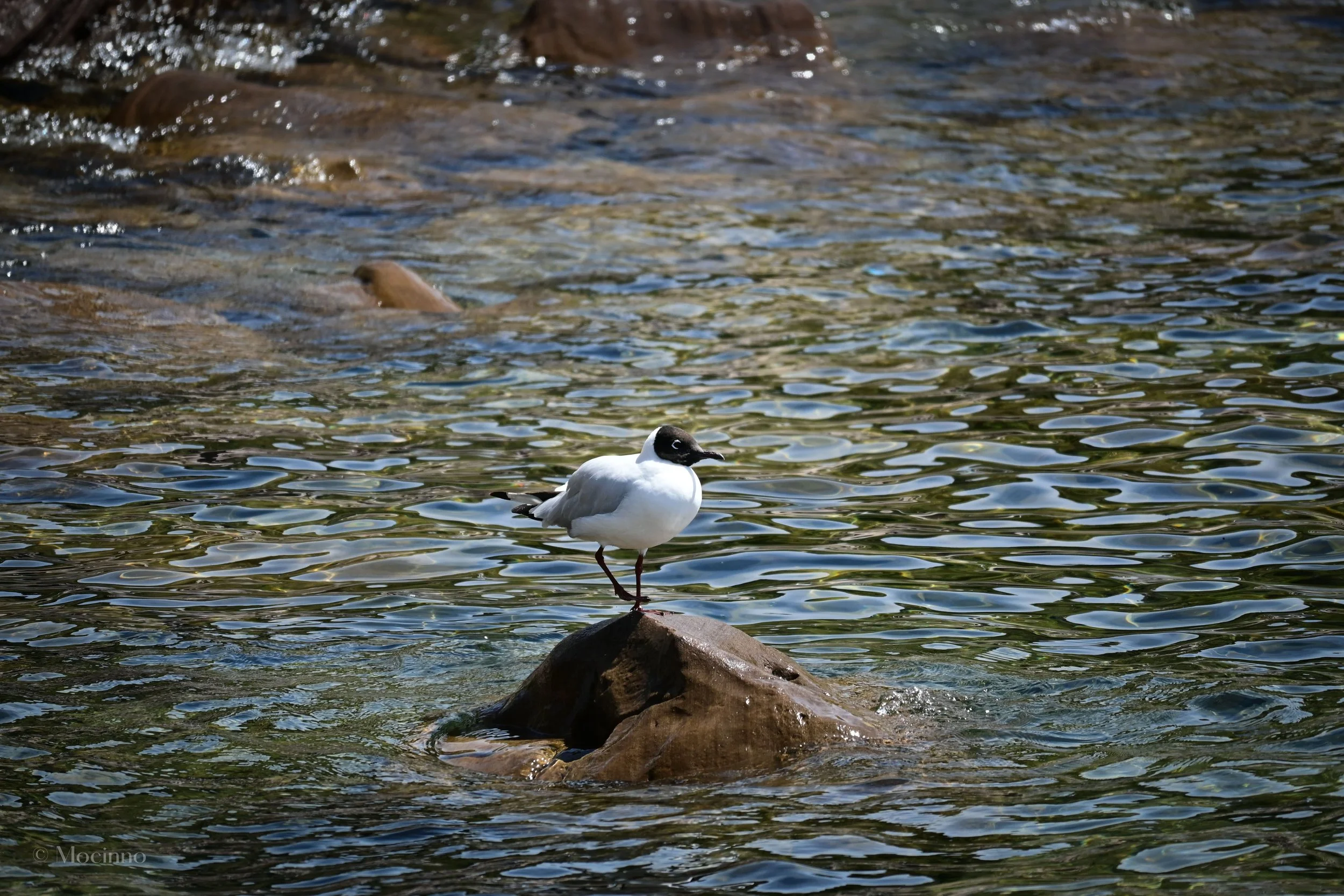 Andean Gull (Chroicocephalus serranus), LC, Puno