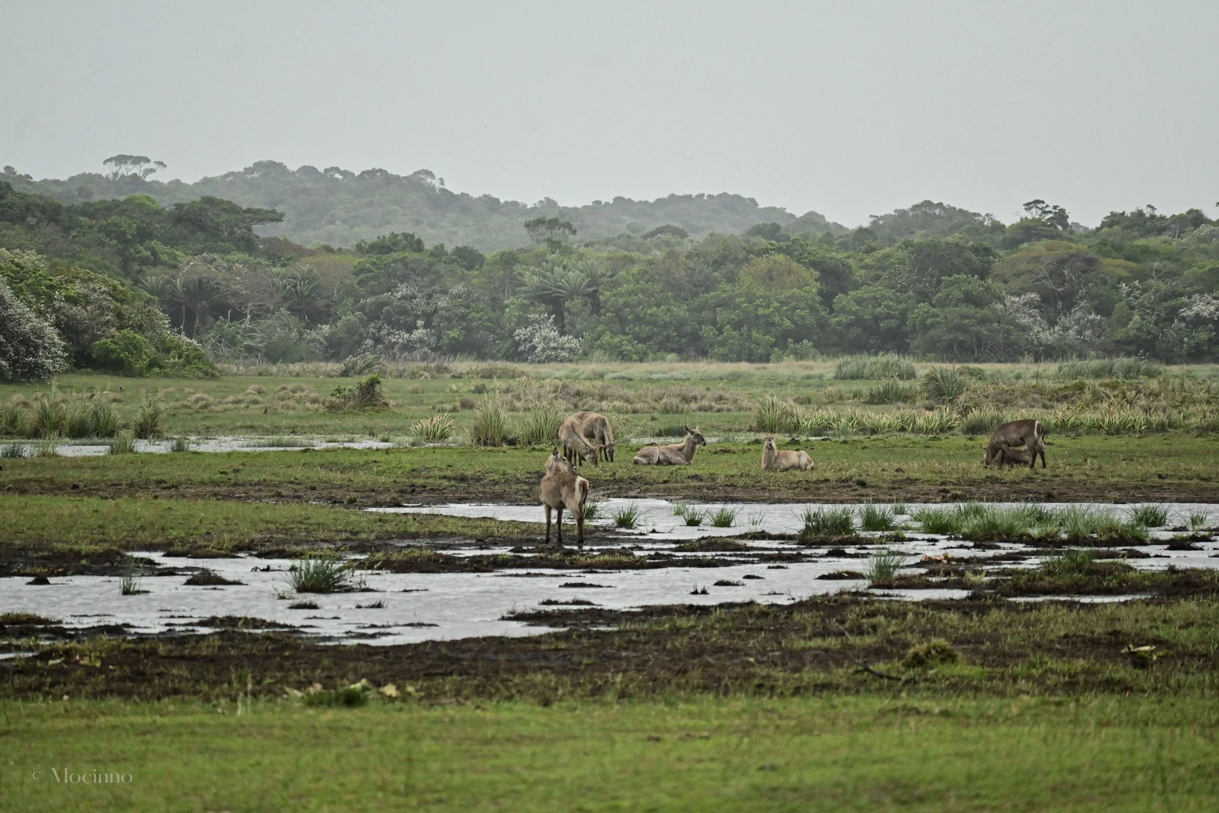 iSimangaliso Wetland Park