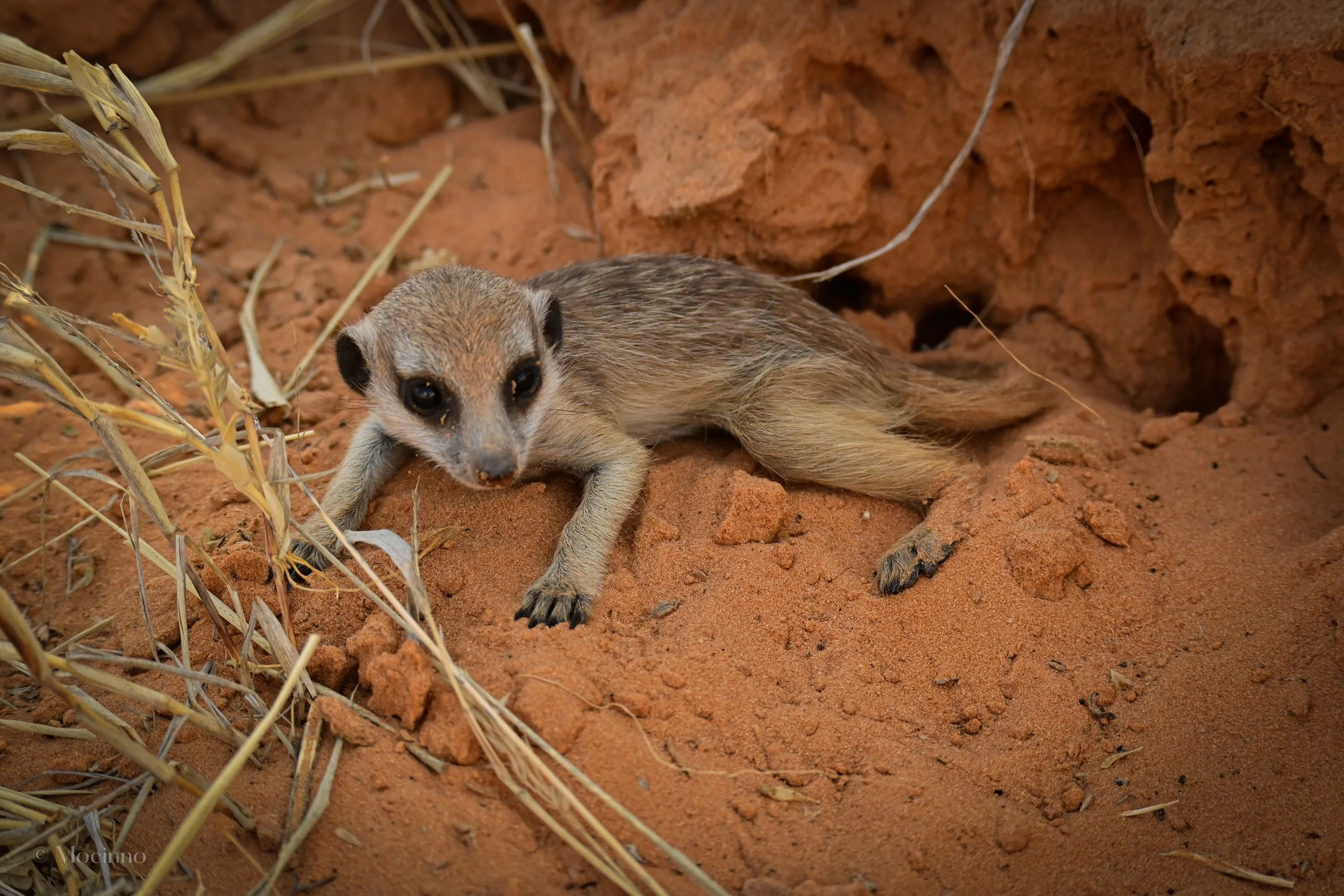 A pup, cooling in the shade. Pups would only emerge from the natal burrows when they are around 3-4 weeks old.