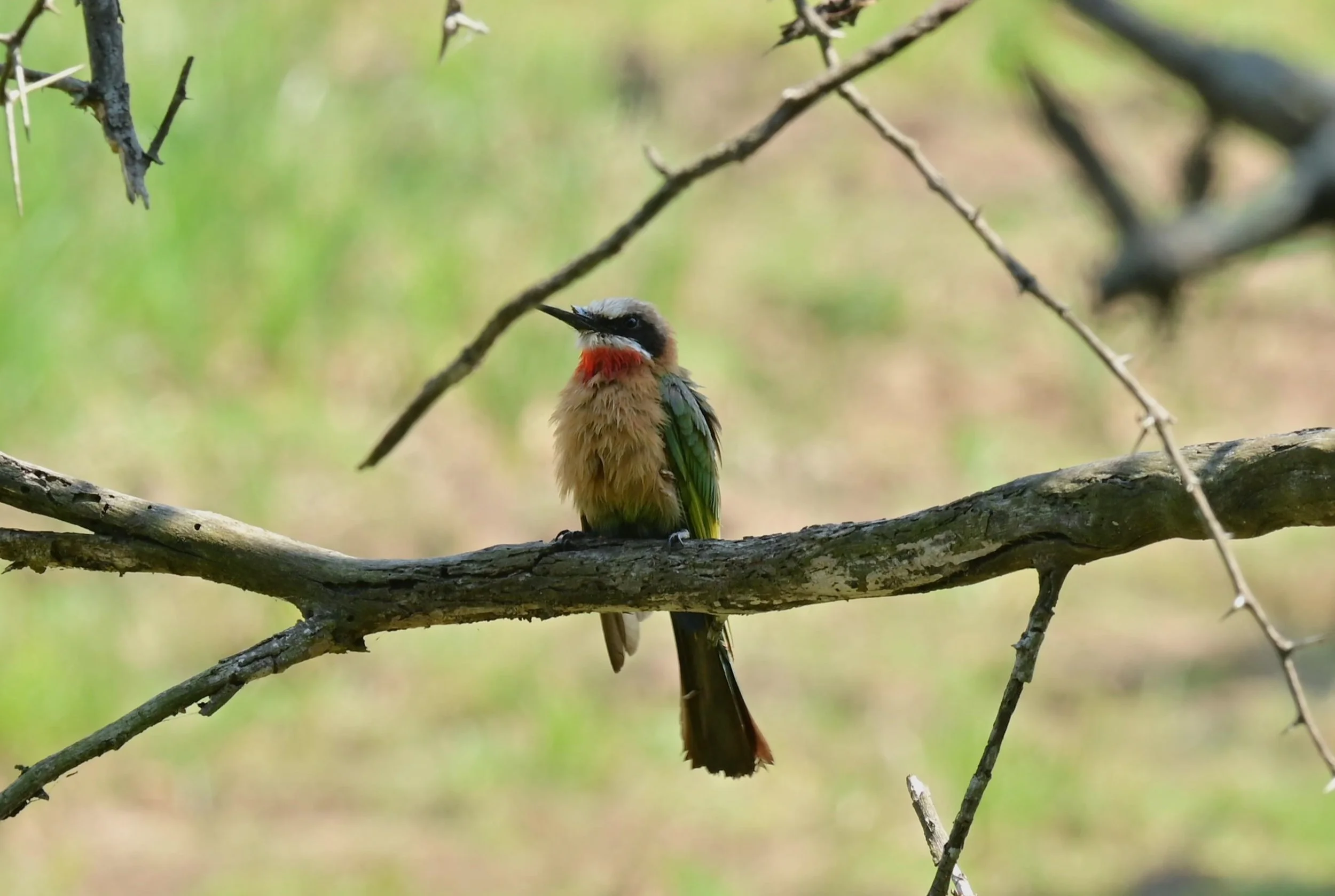 White-fronted bee-eater (Merops bullockoides), LC, Kruger National Park