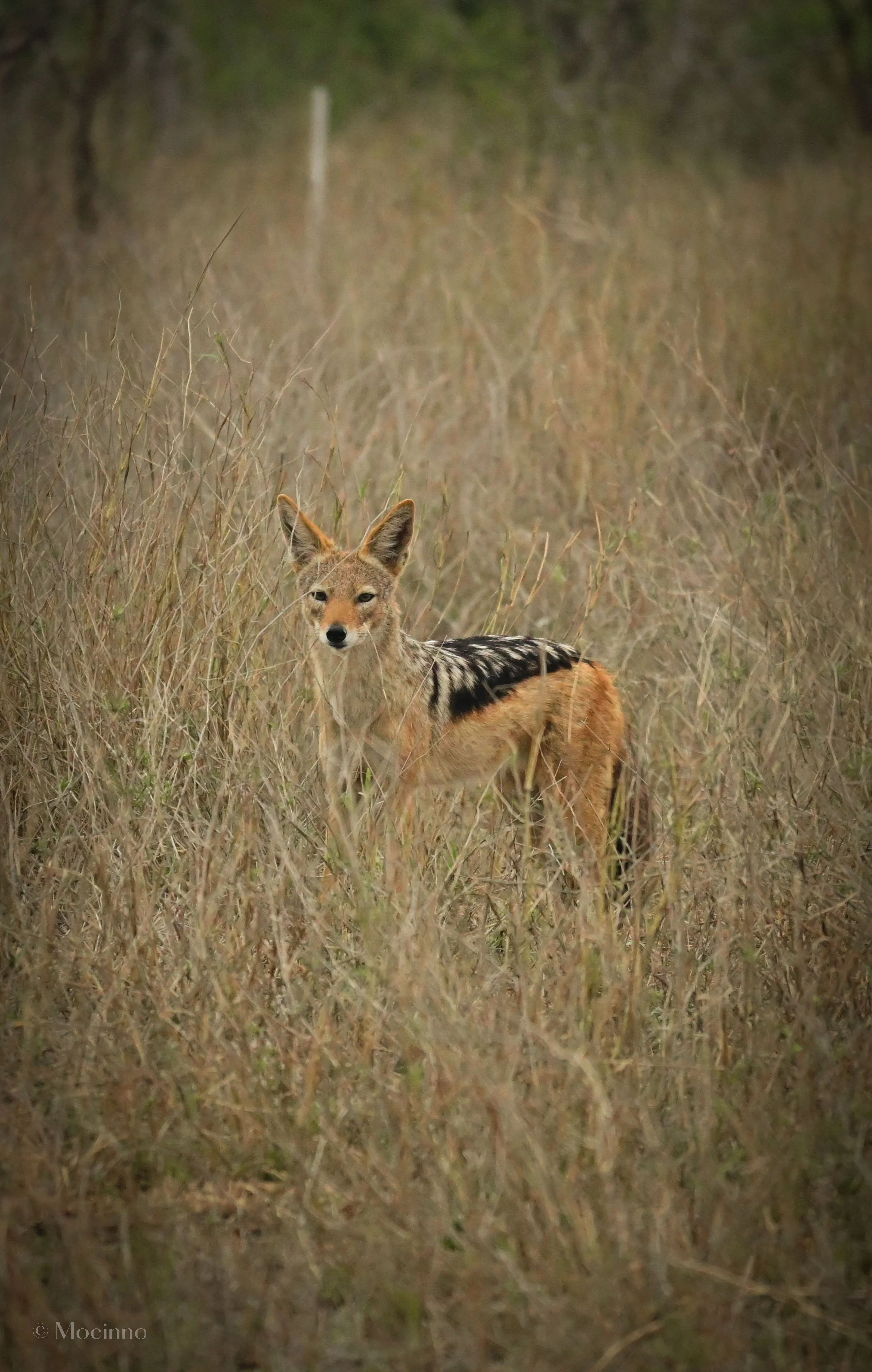 Black-backed jackal (Lupulella mesomelas), LC, Kruger National Park