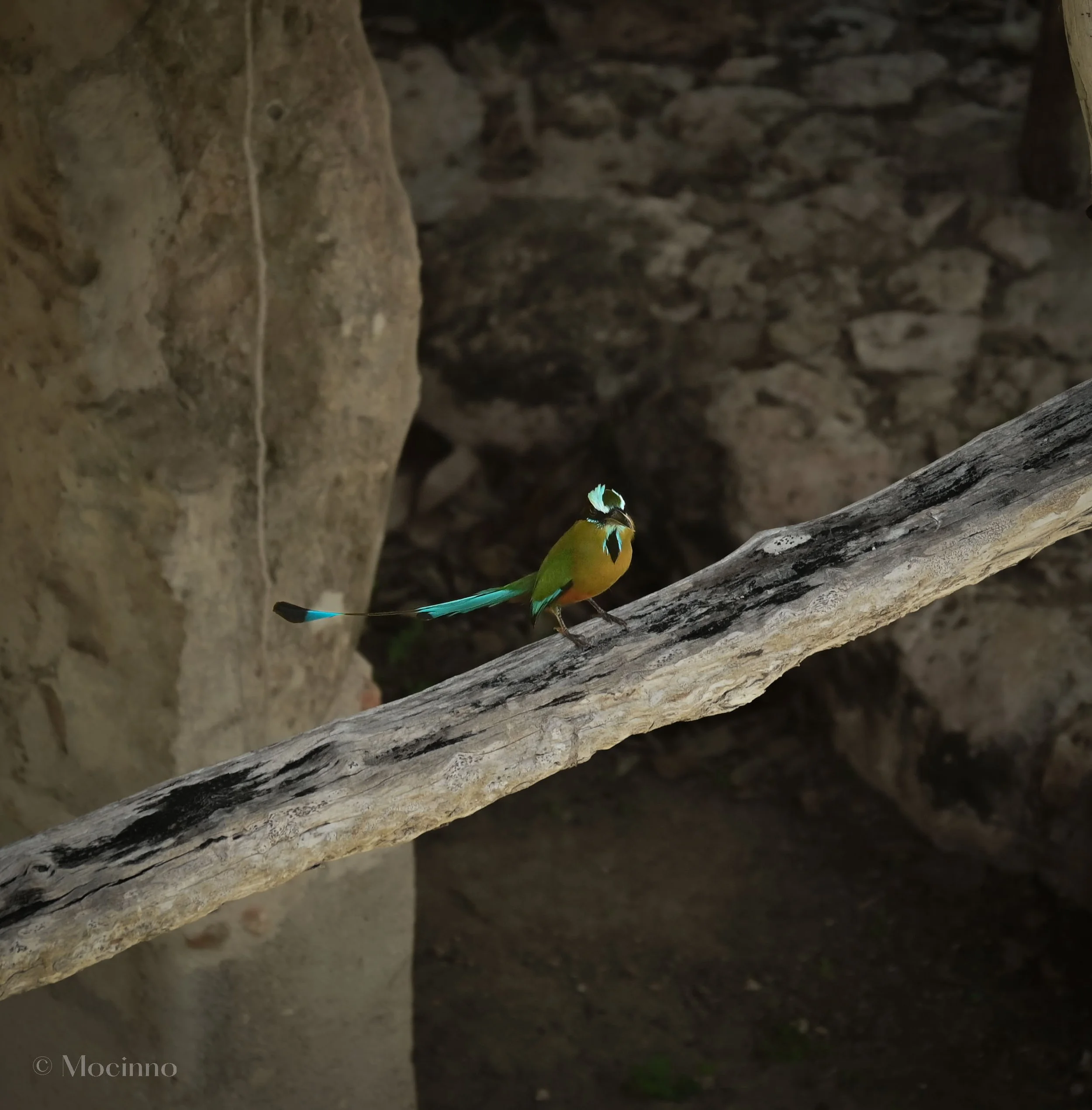 Turquoise-browed Motmot (Eumomota superciliosa), LC, Yucatán