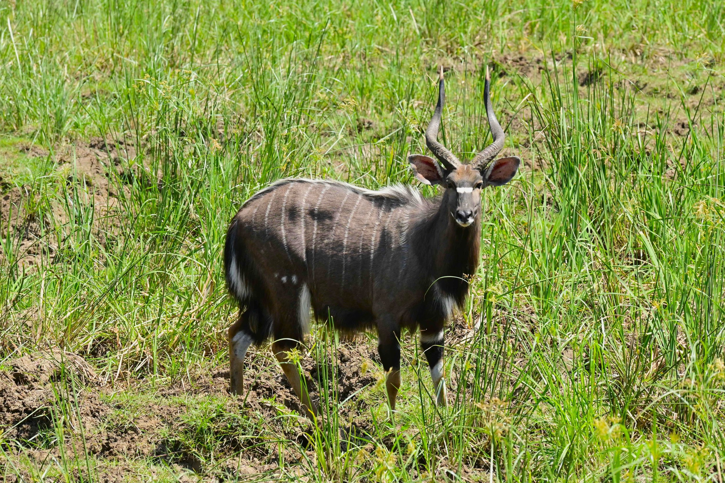 Nyala (Tragelaphus angasii), LC, iSimangaliso Wetland Park