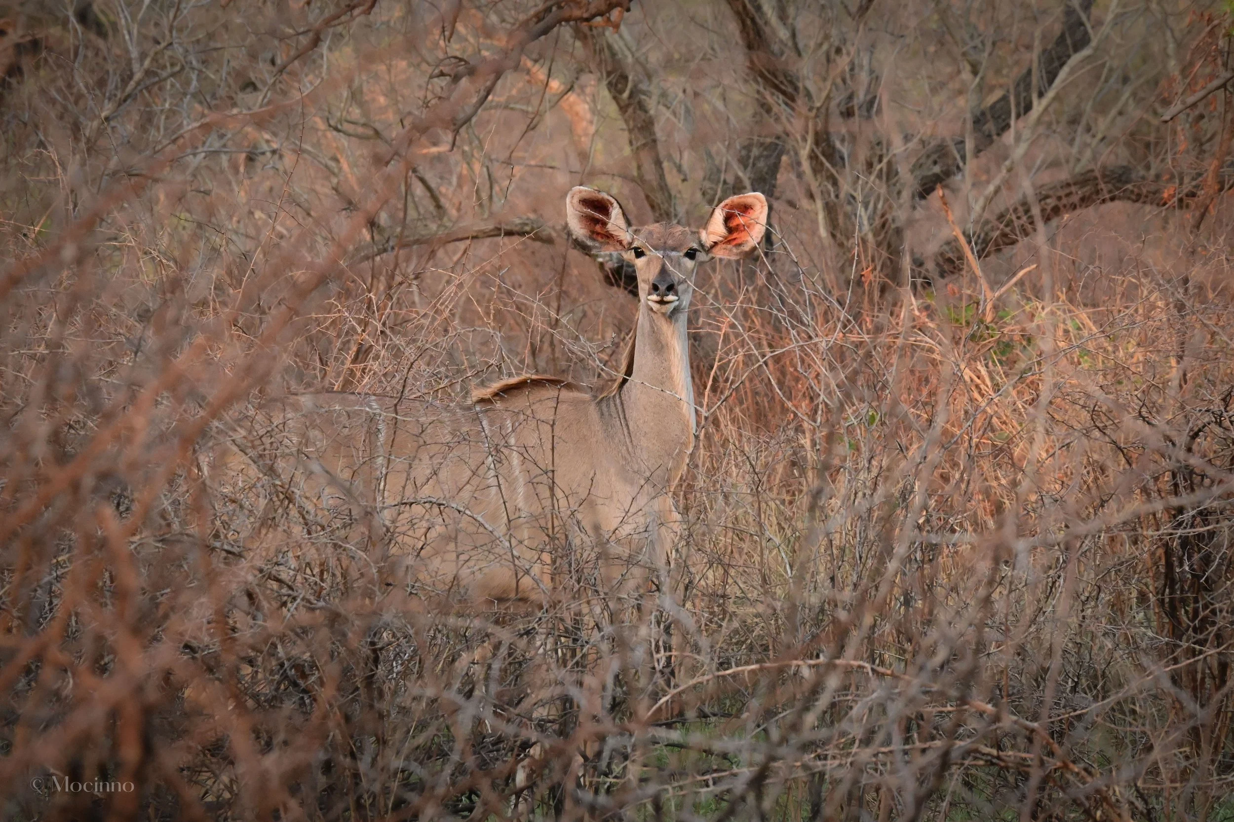 Greater Kudu (Tragelaphus strepsiceros), LC, iSimangaliso Wetland Park
