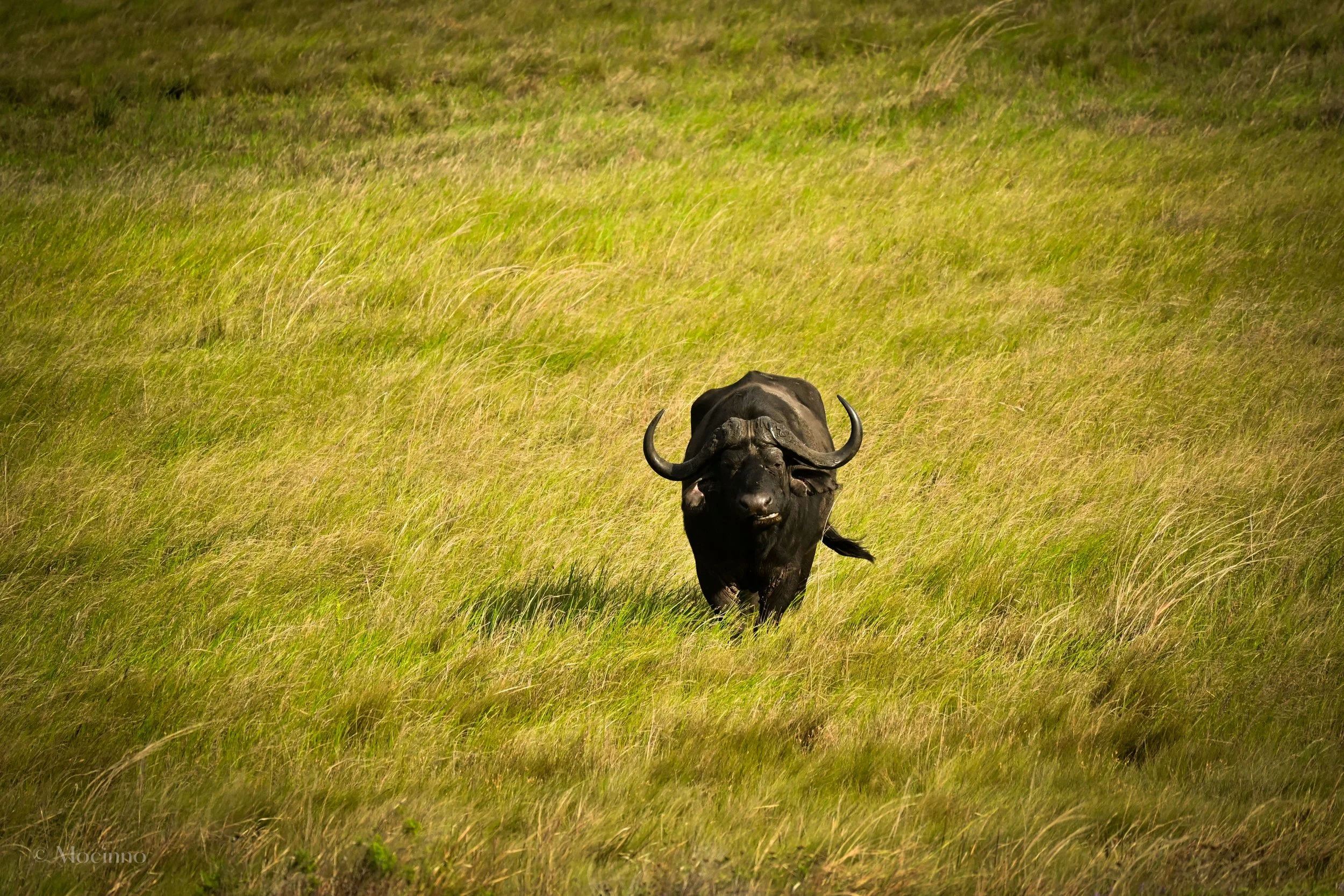 African buffalo (Syncerus caffer), LC, Kruger National Park