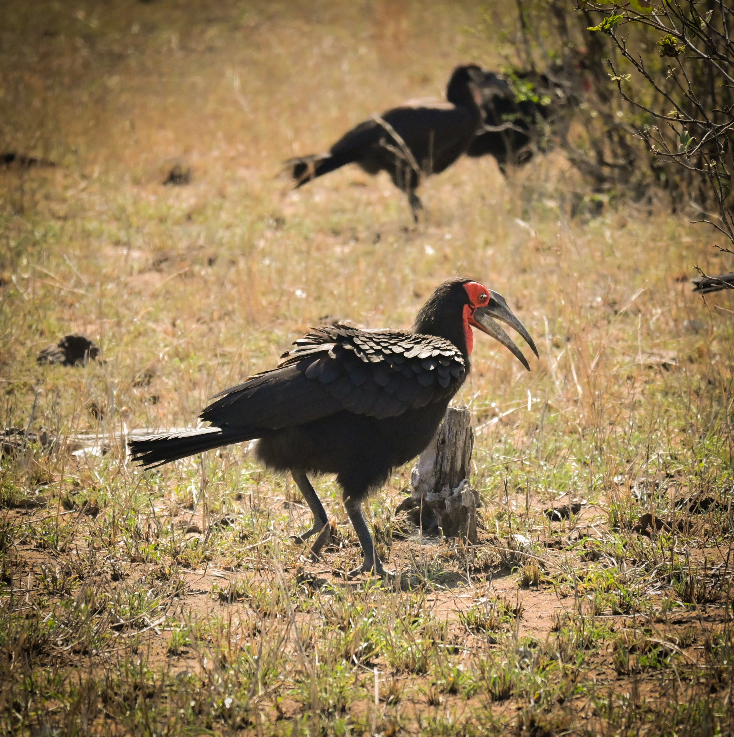 Southern Ground-Hornbill (Bucorvus leadbeateri), VU, Kruger National Park
