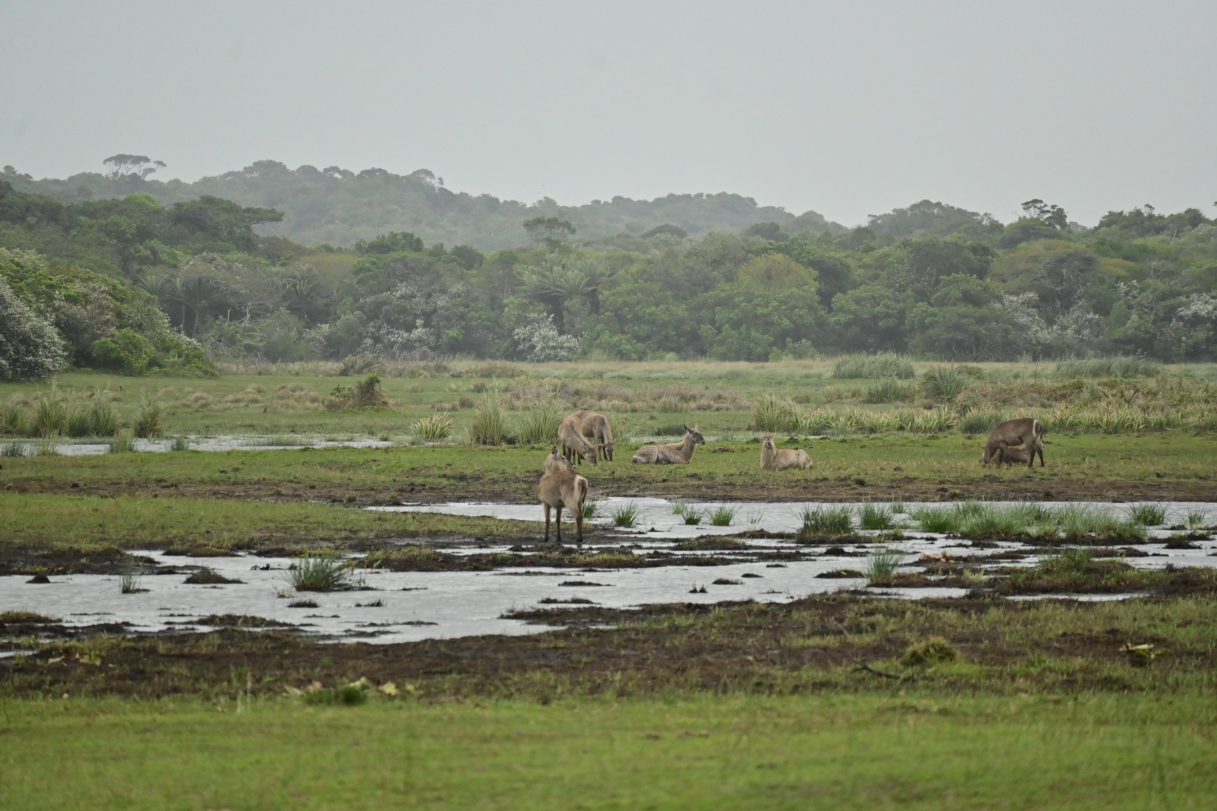 iSimangaliso Wetland Park