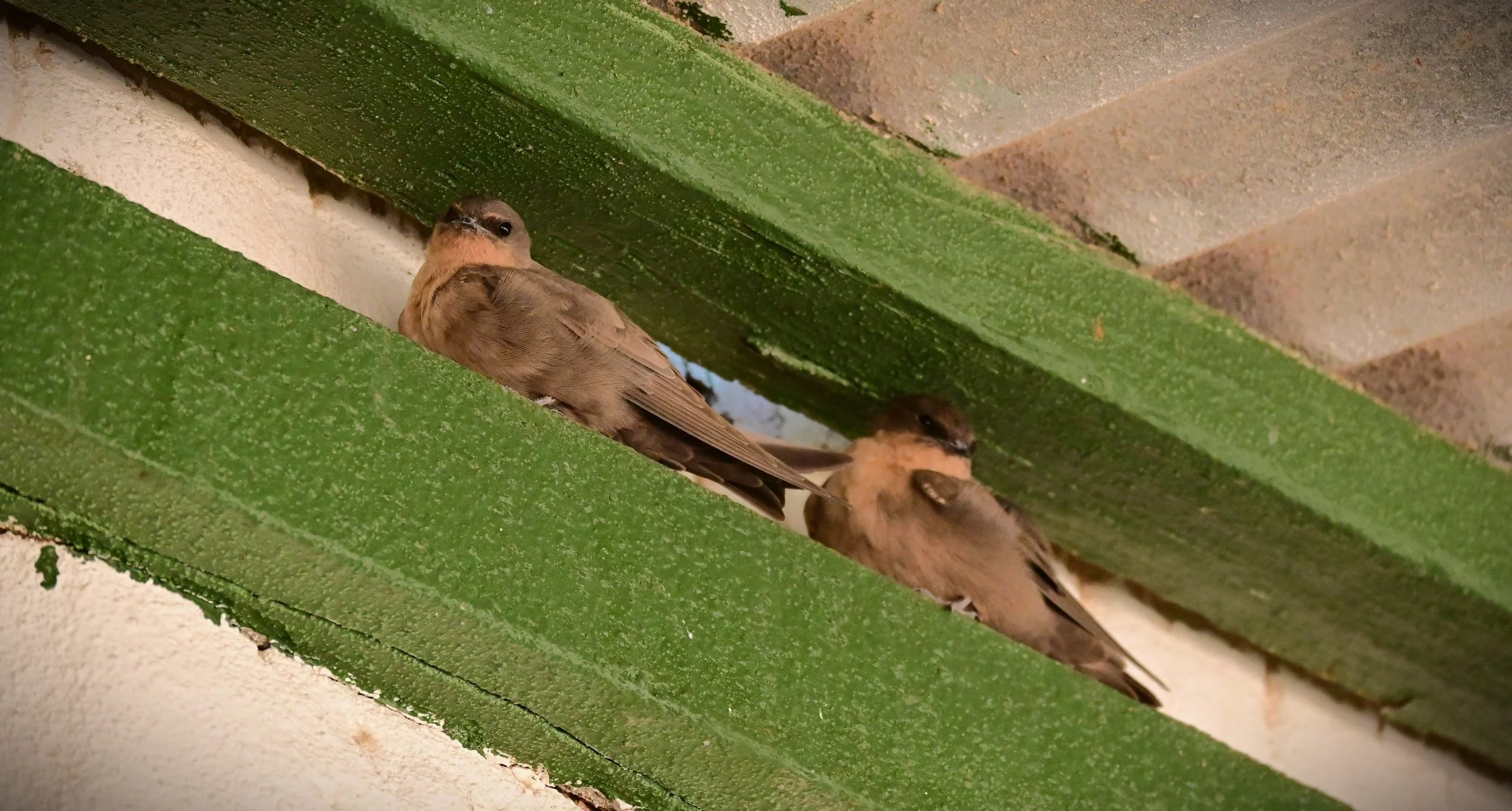 Rock martin (Ptyonoprogne fuligula), LC, KRC