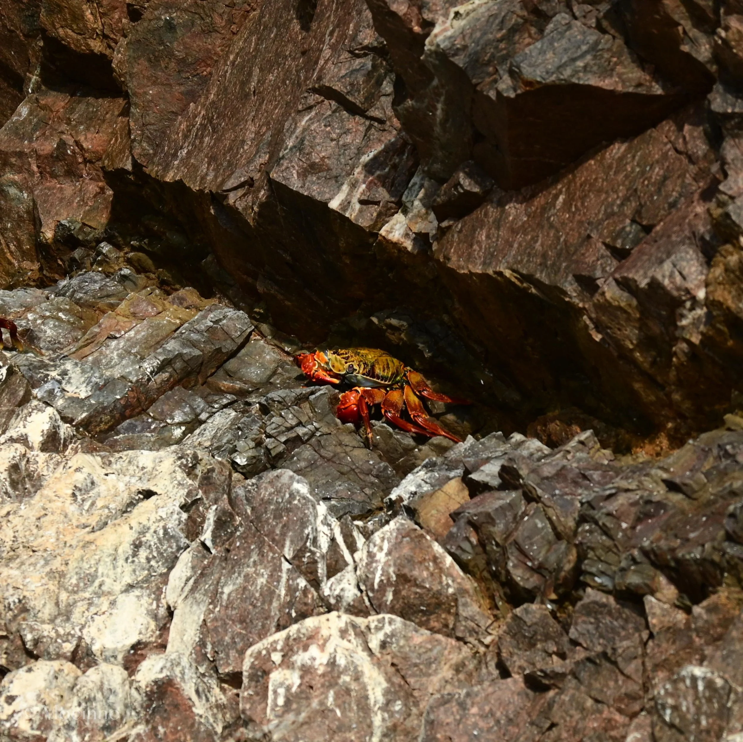 Red Rock Crab (Grapsus grapsus), LC,
Islas Ballestas
