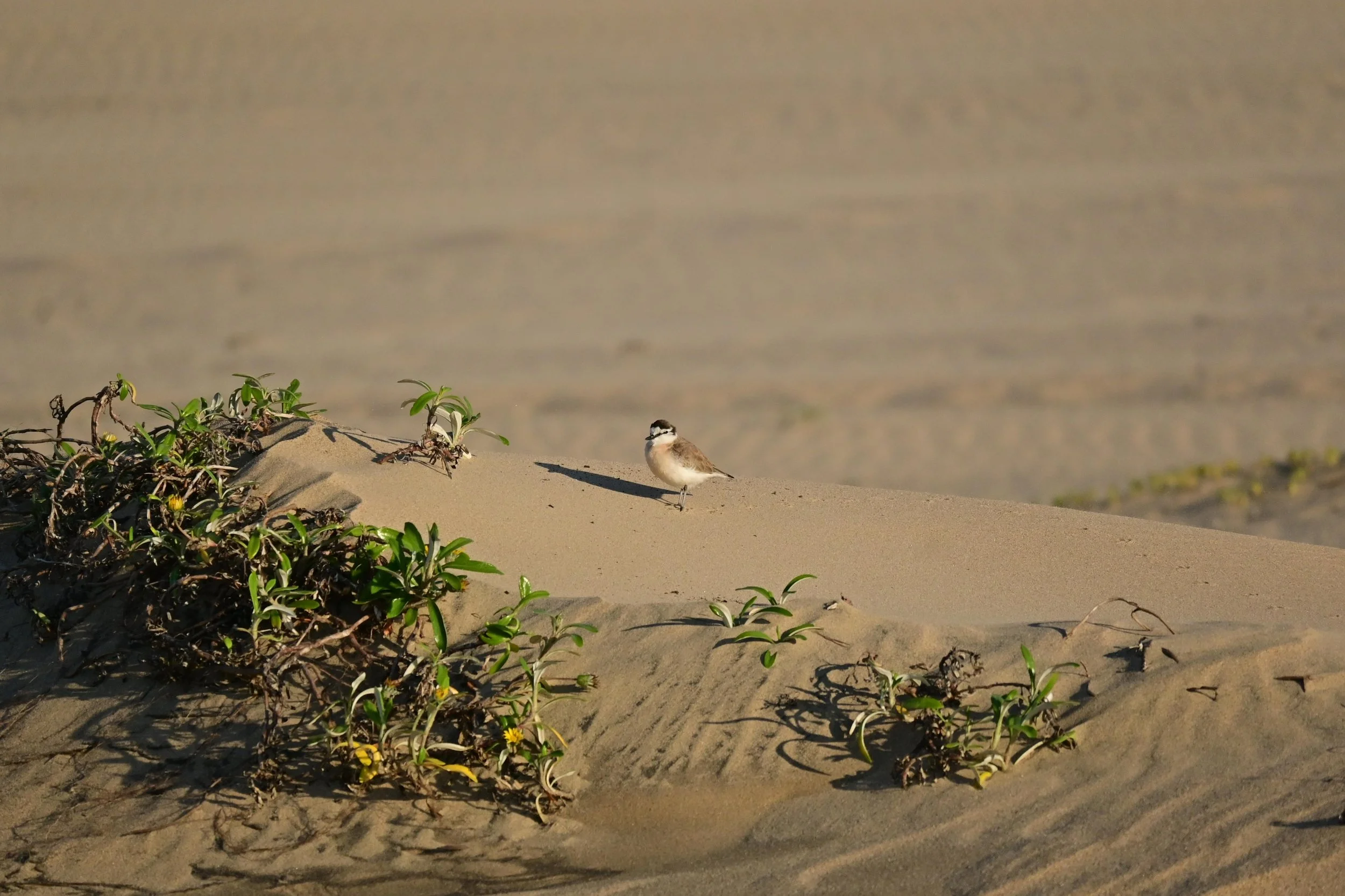 iSimangaliso Wetland Park