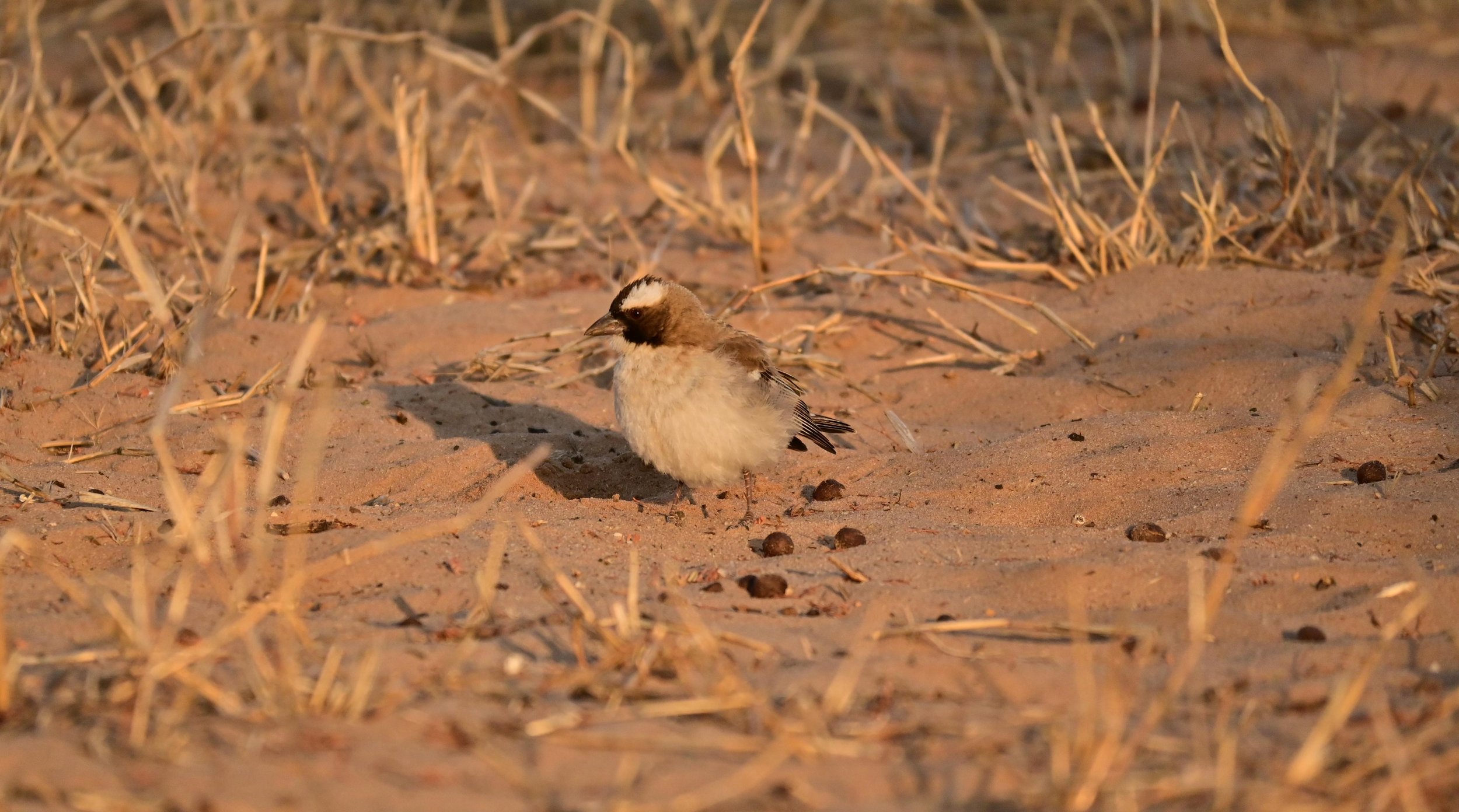 White-browed sparrow-weaver (Plocepasser mahali), LC, KRC