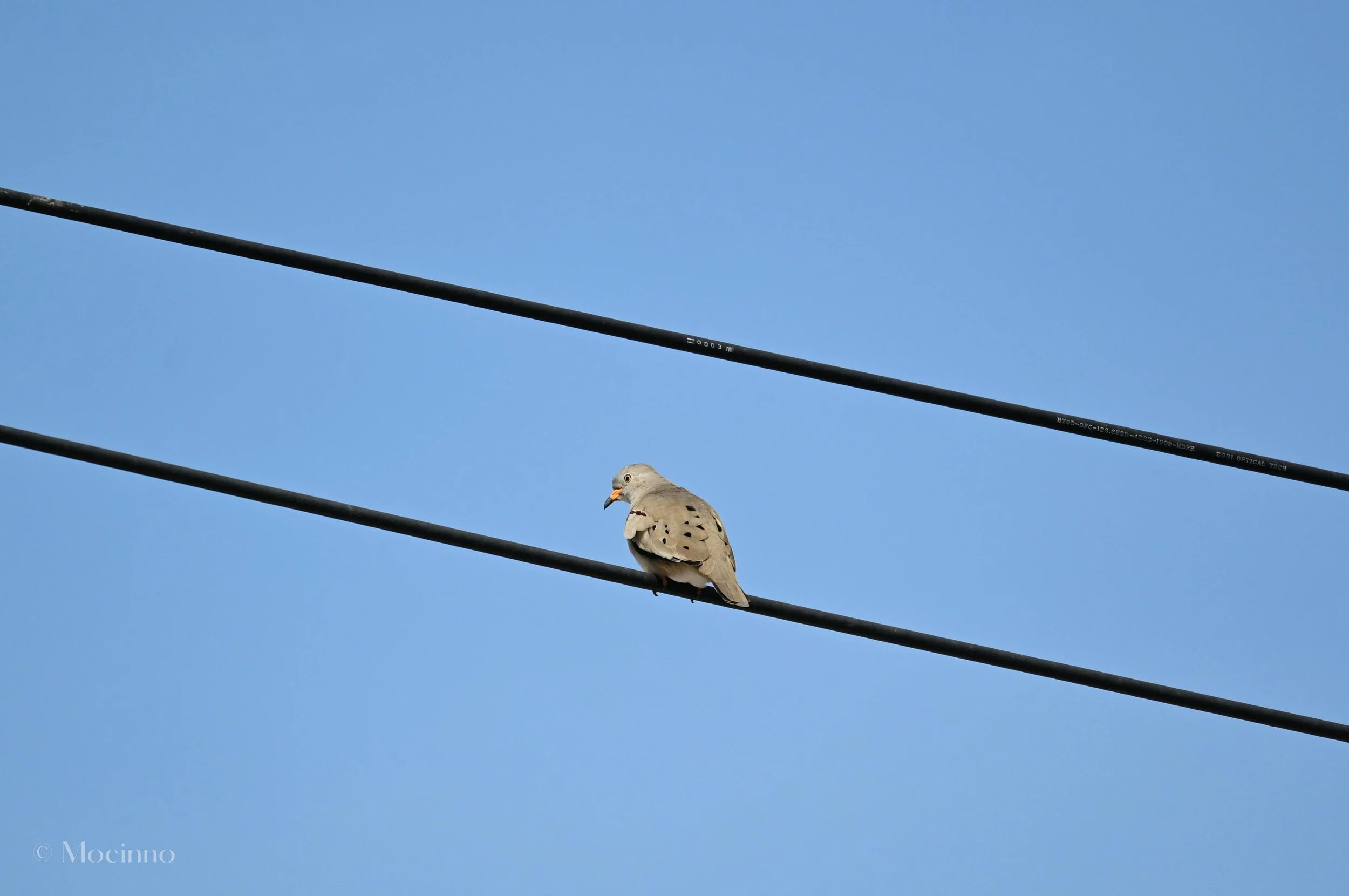 DSC_9892.jpg