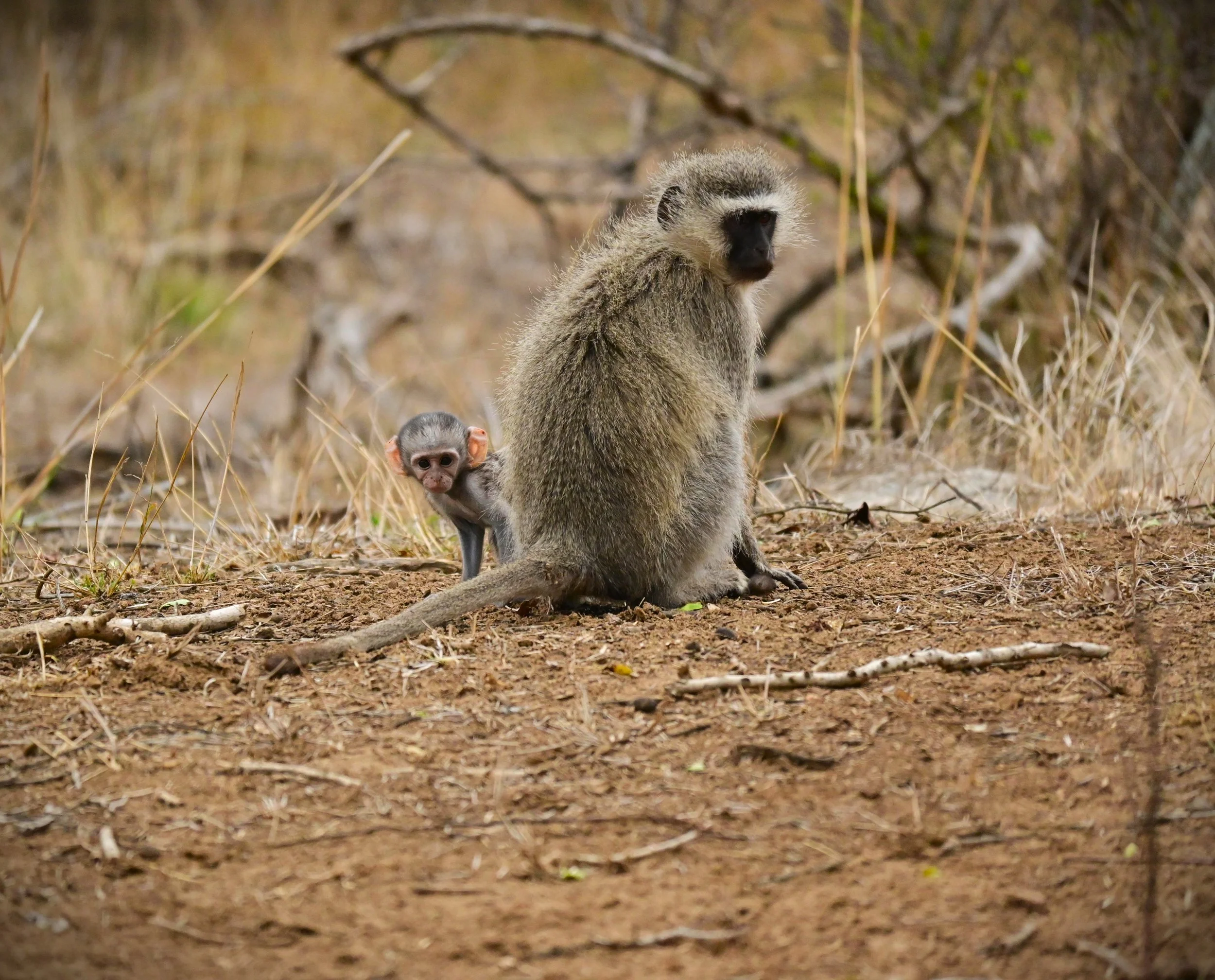 Vervet Monkey with a juvenile (Chlorocebus pygerythrus), LC, Kruger National Park 